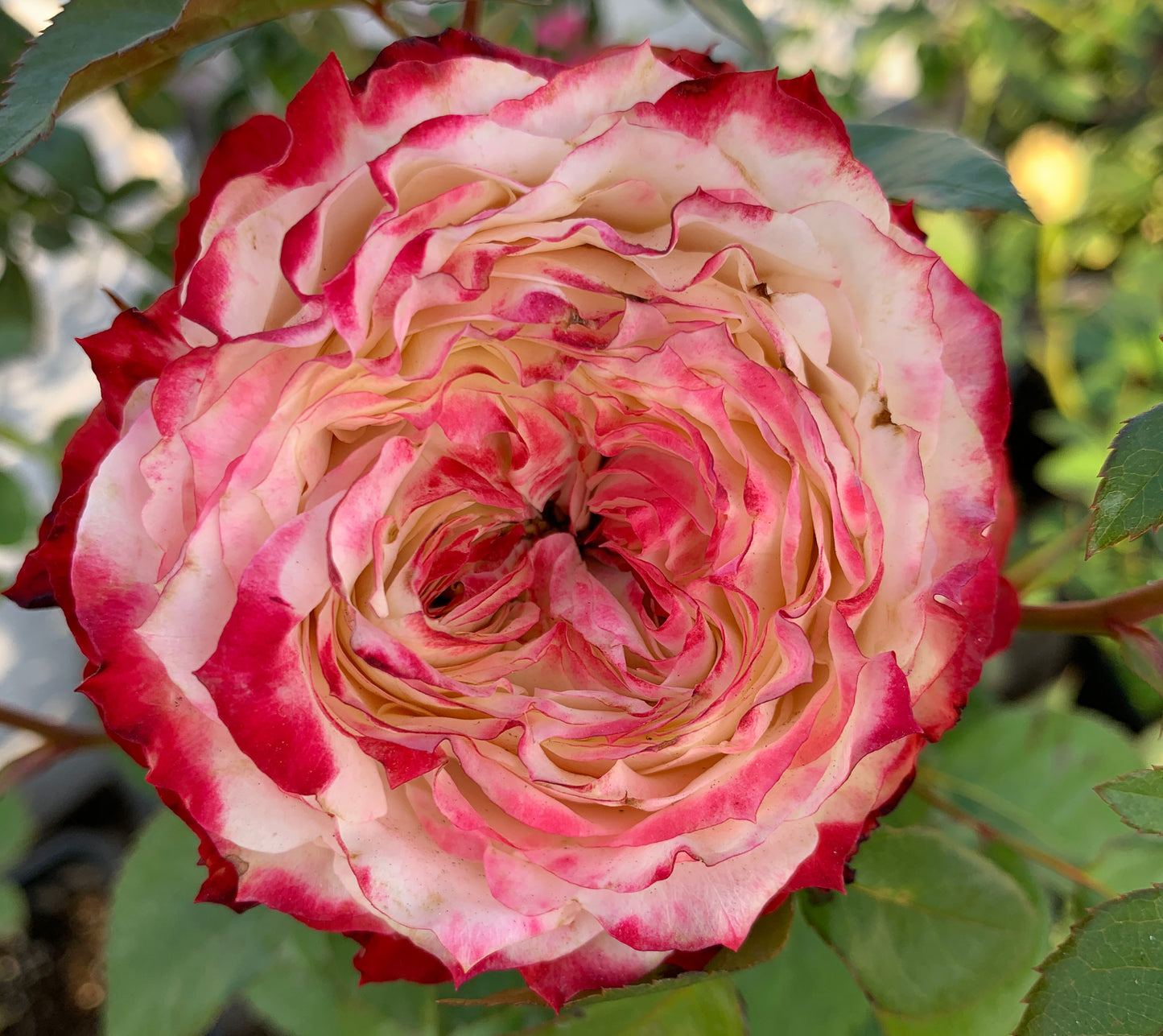 Rose Apple Jack 苹果杰克, Non-Grafted/Own Root. disease-resistant plant, Continual Blooming.