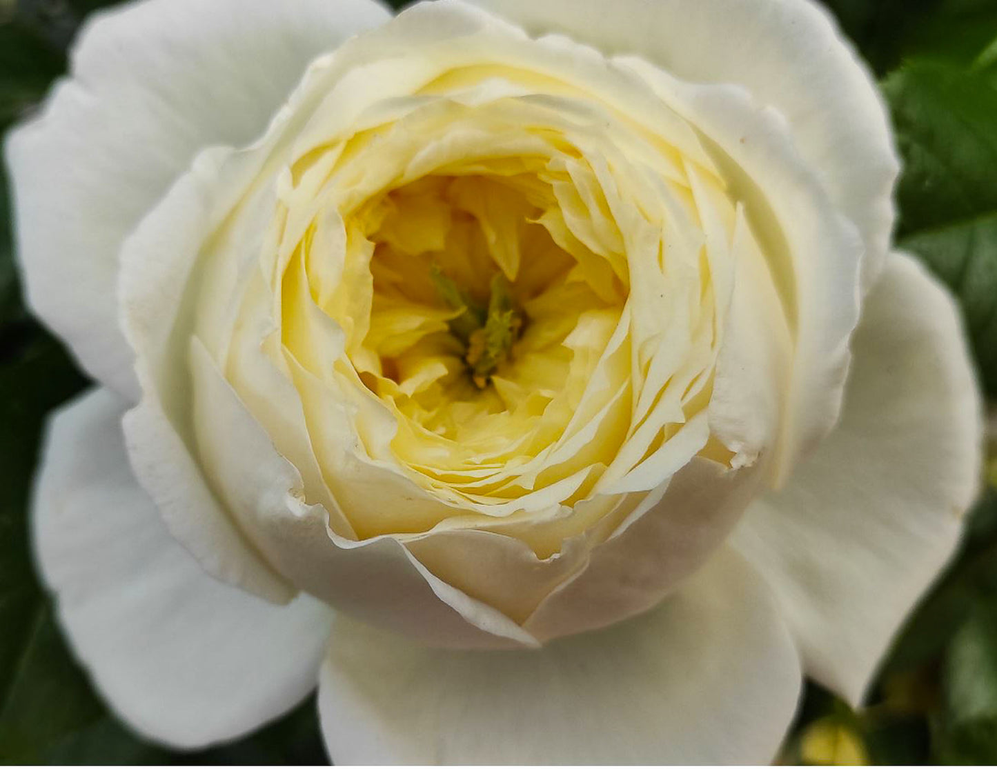 Amnesty International 大赦国际/柠檬雪酪,French Climbing Rose, Strong fragrance. Large. Heat Resistant.Non-Grafted/Own Root.
