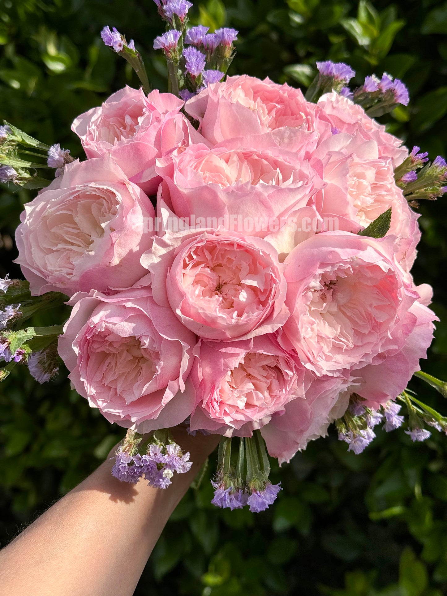 #SPJ093,extremely similar to Le Rire 乐咲, Japanese Florist Shrub Rose. Strong Fragrance,Thornless, Heat-tolerant, disease-resistant, Non-Grafted/Own Root.