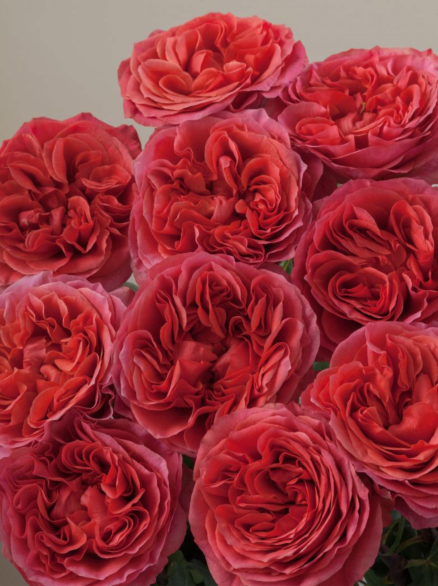 #SPN119,Extremely Similar to Dark X-pression 黑暗激情/黑暗爆炸, Florist Shrub Rose.