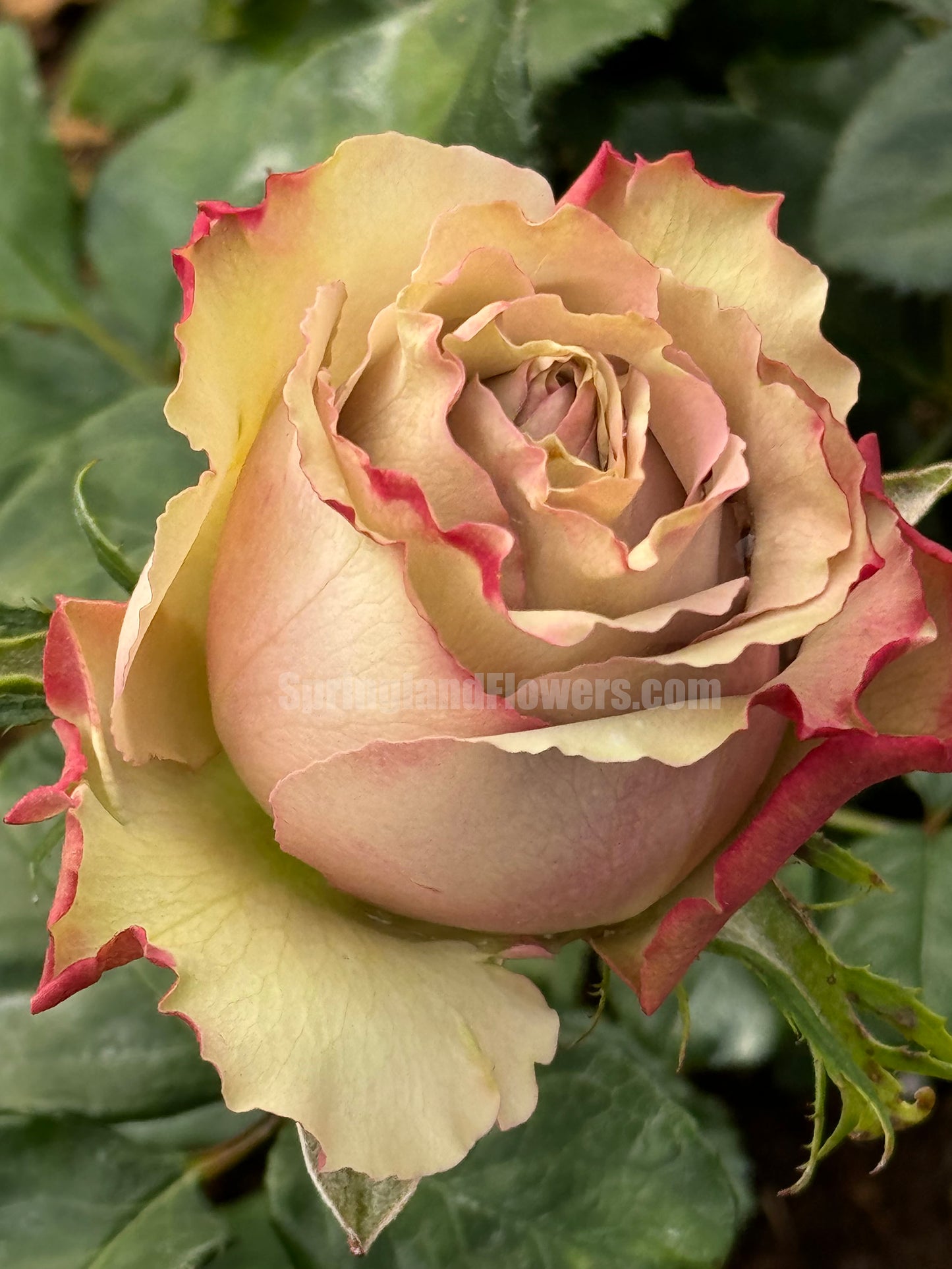 #SPN146,Wild Moss 野苔藓 ,Florist Shrub Rose,Non-Grafted/Own Root.