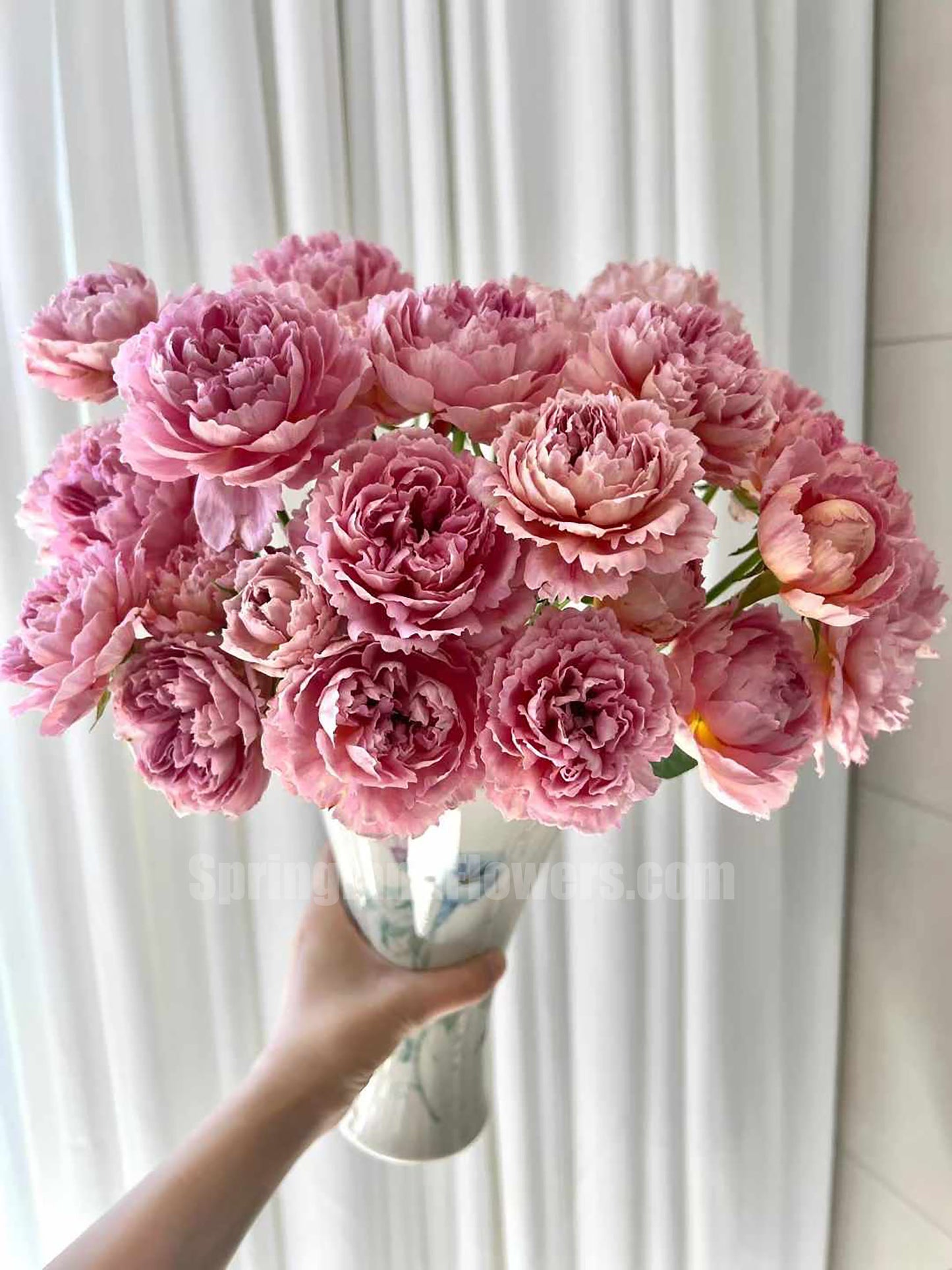 #SPJ094 ,Sunset Blush 羞颜, Japanese Florist Shrub Rose,Non-Grafted/Own Root.