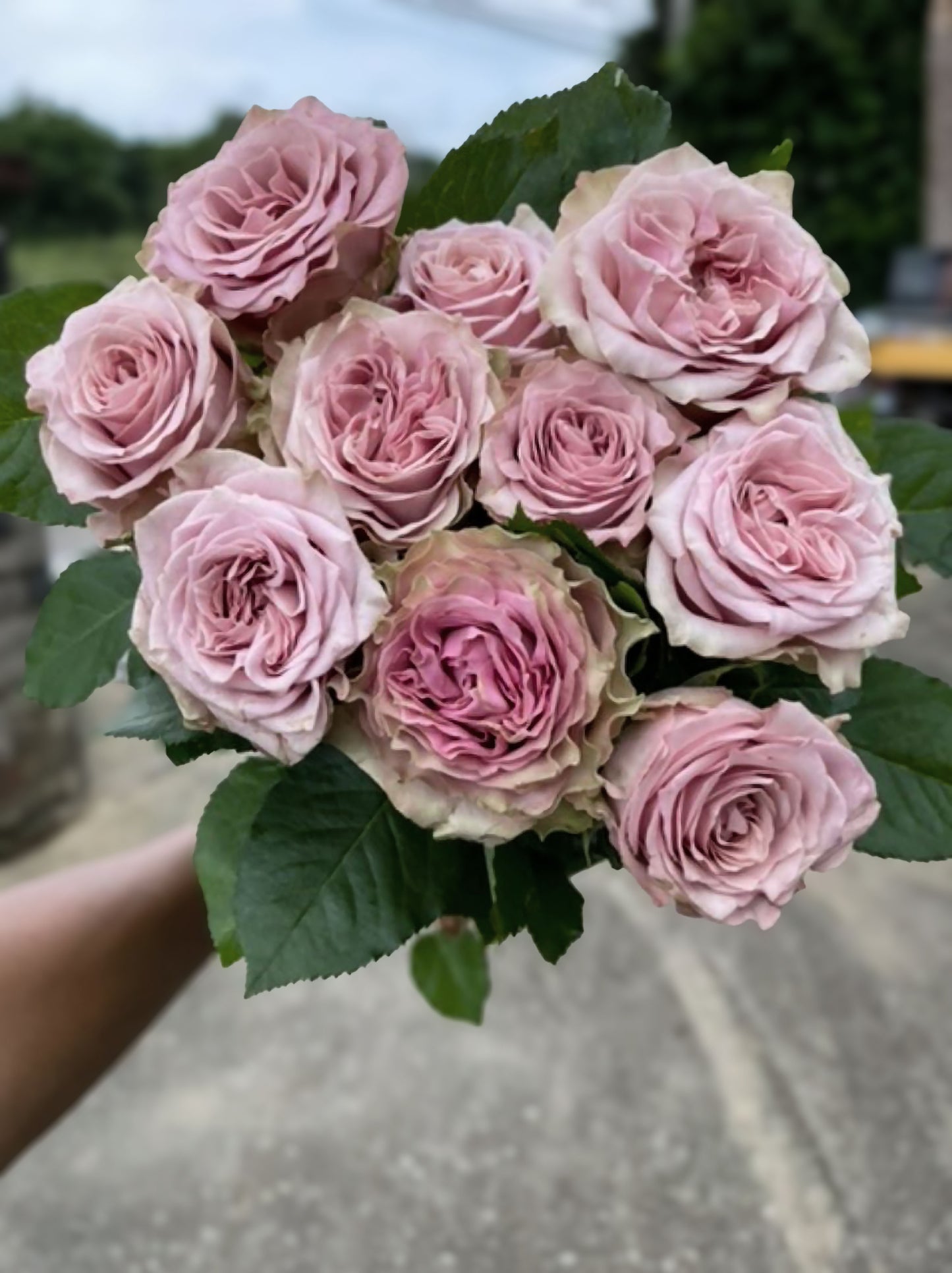 #SPN149,Retro Love 复古爱情,Netherlands Florist Shrub Rose,Heat-tolerant, Non-Grafted/Own Root.