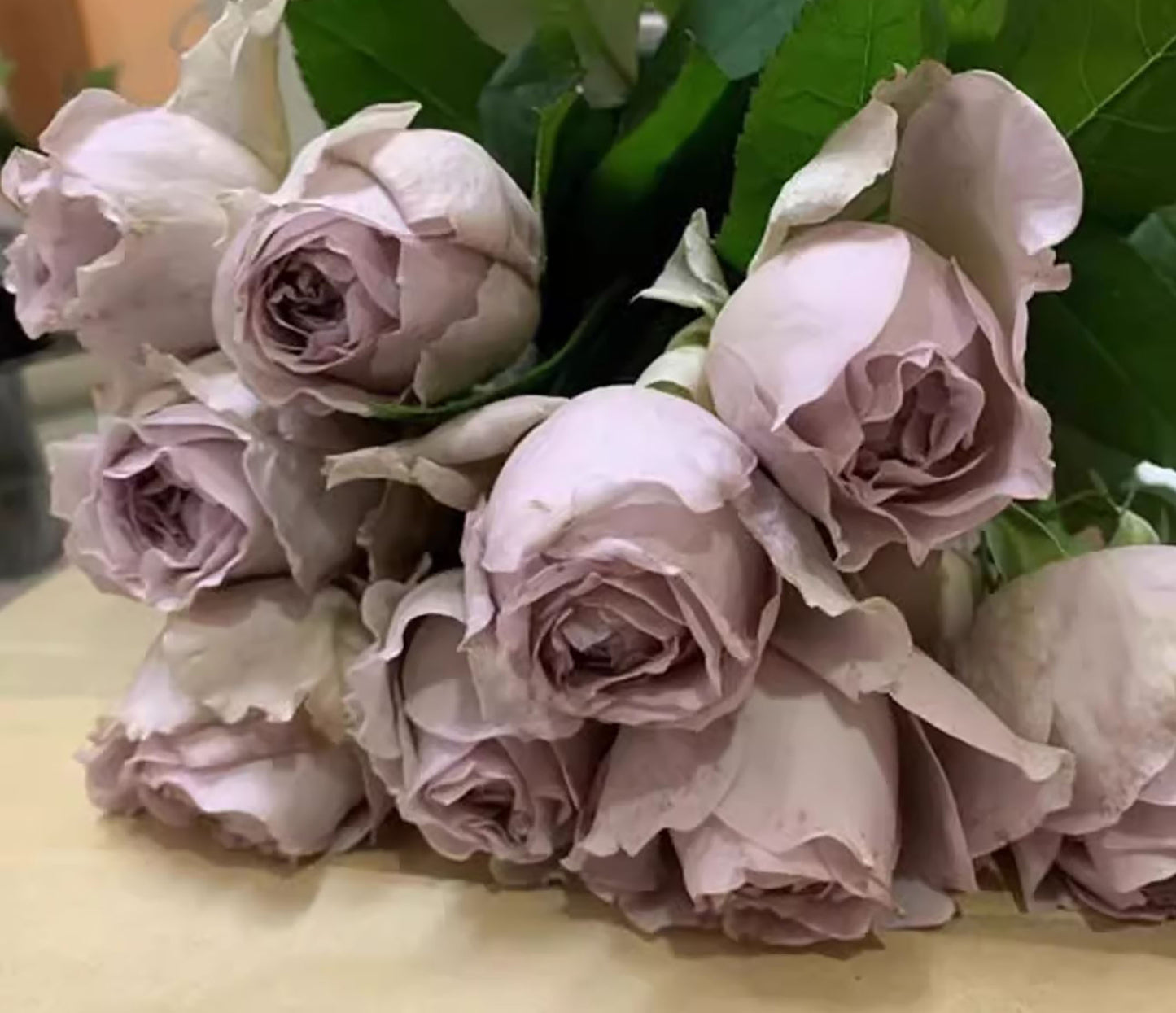 #SPJ103, Sharitetowa 慈善, Japanese Shrub Rose, Non-Grafted/Own Root.