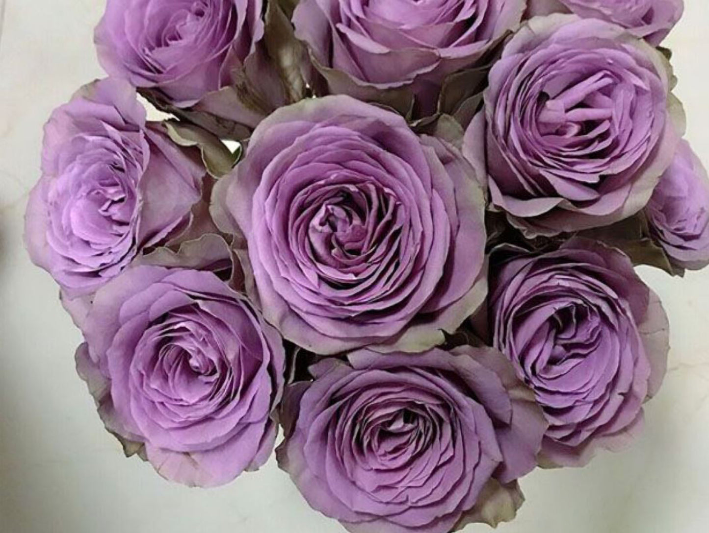 #SPN147, Tiara 罗马新娘,Florist Shrub Rose, Non-Grafted/Own Root.