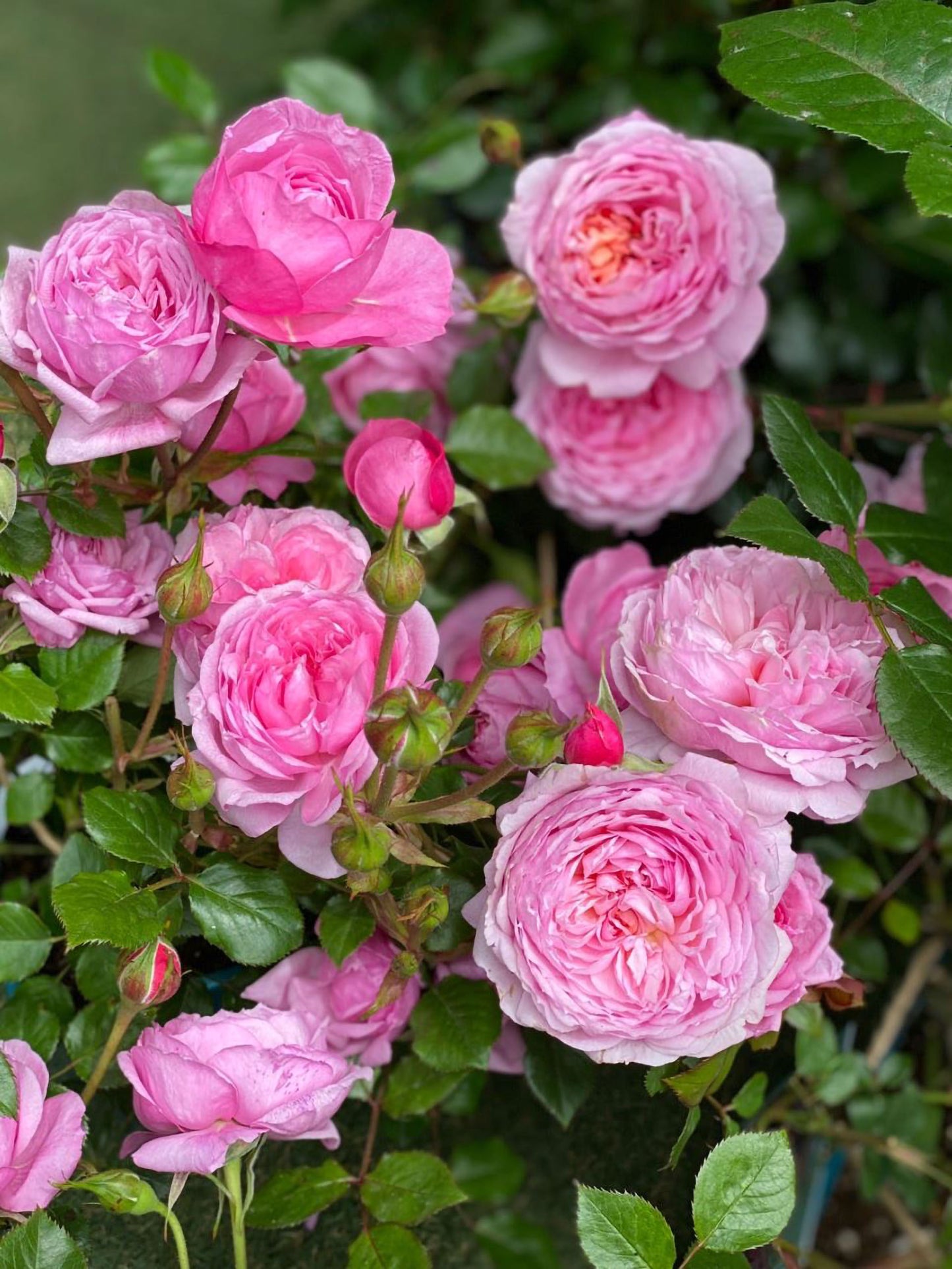 #SPJ159,Fée Clochette 铃之妖精, Floribunda Rose, Non-Grafted/Own Root.Yearlong flower buds. Perfect for small gardens.