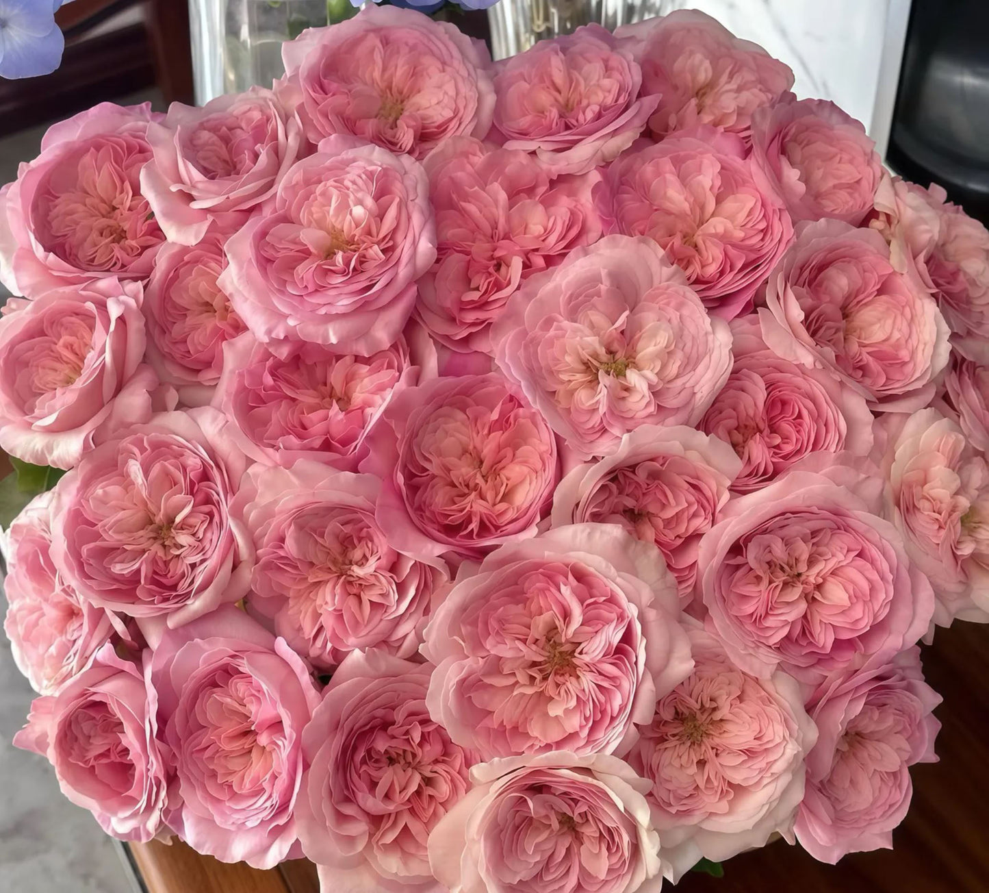 #SPN258,Pink fragrance 五号香水,Florist Shrub Rose, Non-Grafted/Own Root.