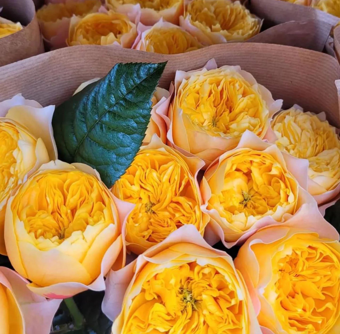 #SPN073, Golden Vuvuzela 金色珊瑚心, Florist Shrub Rose, Non-Grafted/Own Root.