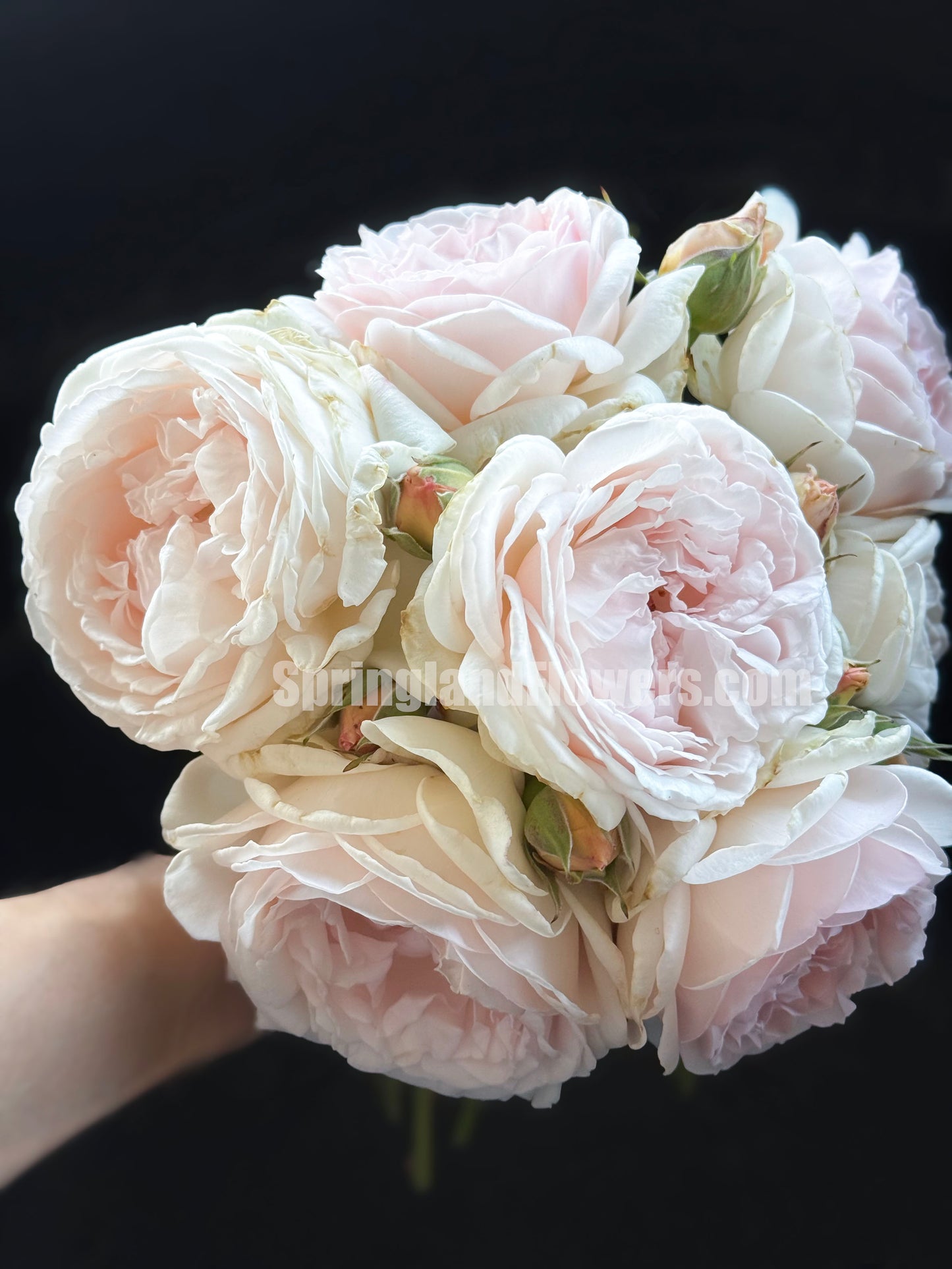 #SPJ112, Yukiwatari 雪渡, Japanese Shrub Rose,Heat-tolerant, Non-Grafted/Own Root.