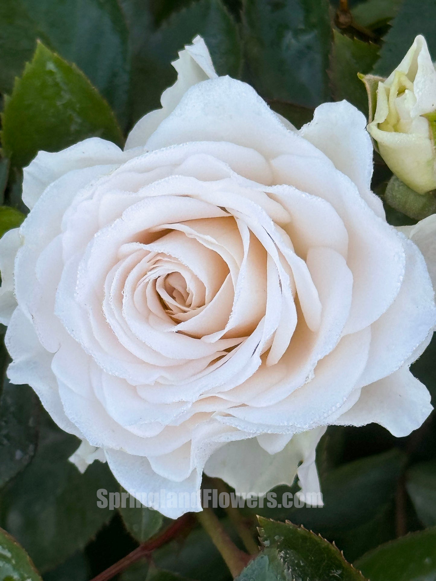 NEW ! 2021. Tranquil Dawn 青霜,Floribunda Rose,Heat-tolerant, disease-resistant, Non-Grafted/Own Root.