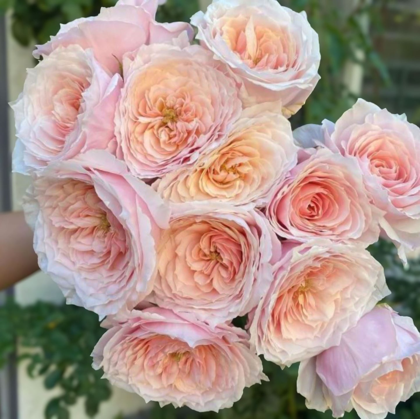 #SPJ120,Tsumugi Fuli 锦绸富力, Japanese Florist Shrub Rose.