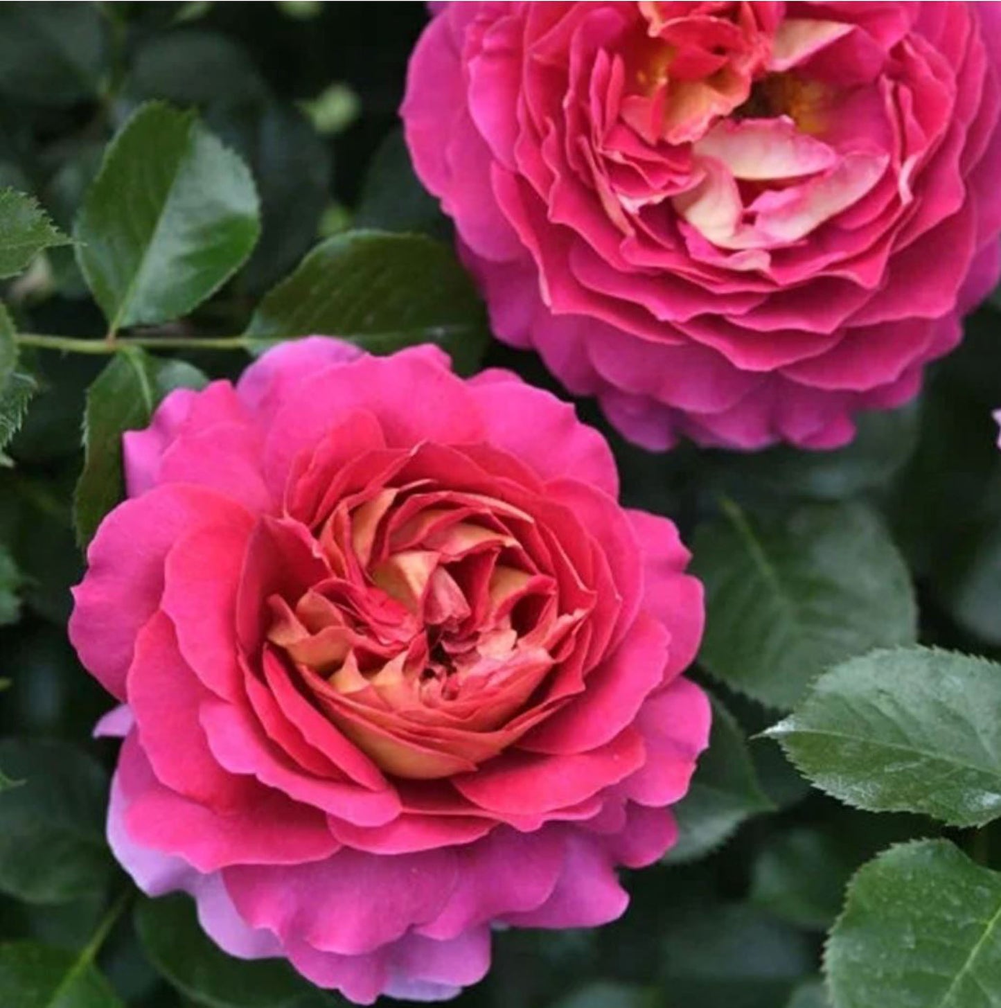 #SPF239, Esprit de Paris 巴黎精神, Shrub Rose, Non-Grafted/Own Root.