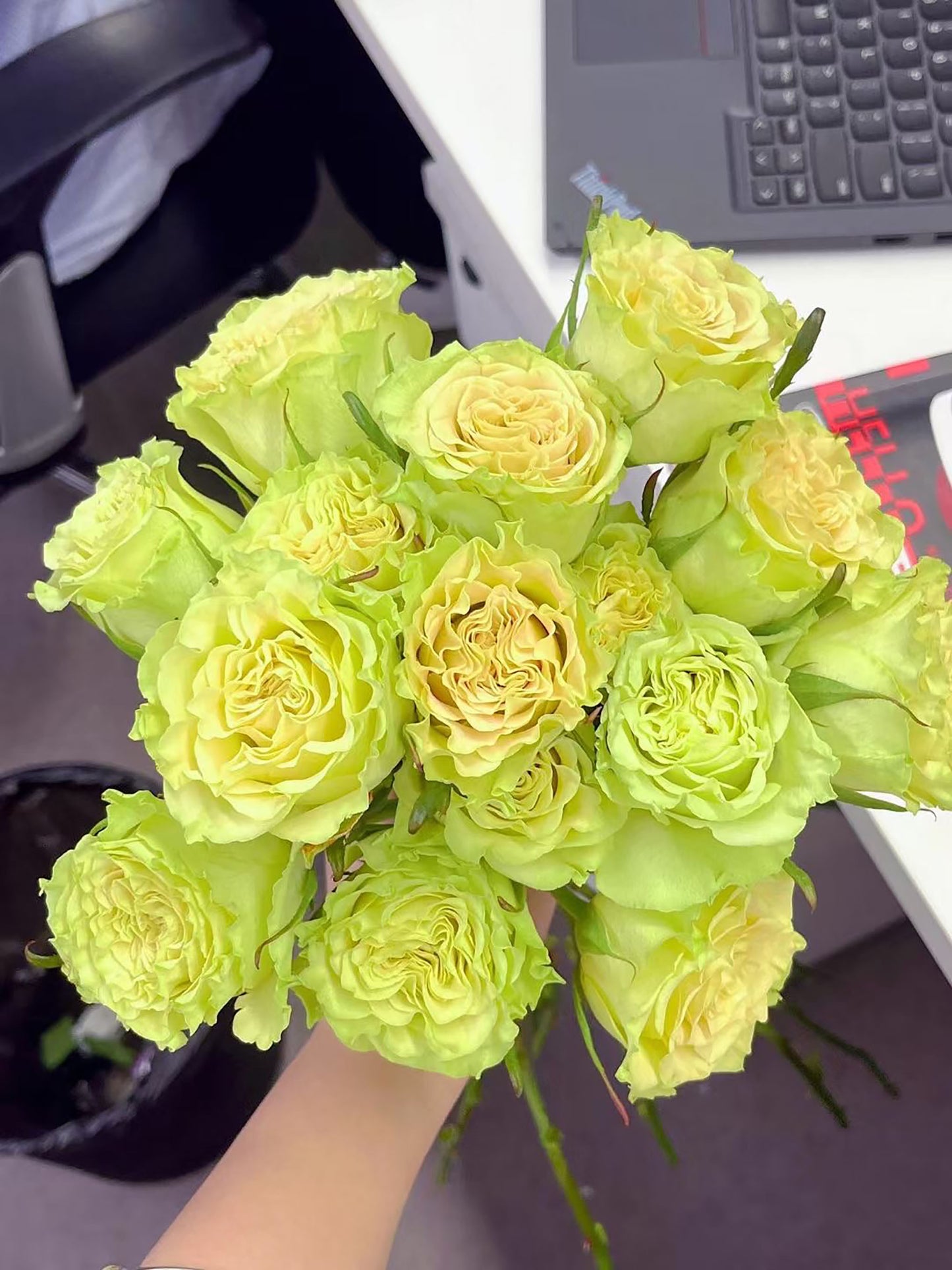 #SPN118,extremely similar to Dynamic 琉璃翠, Netherlands Florist Shrub Rose.