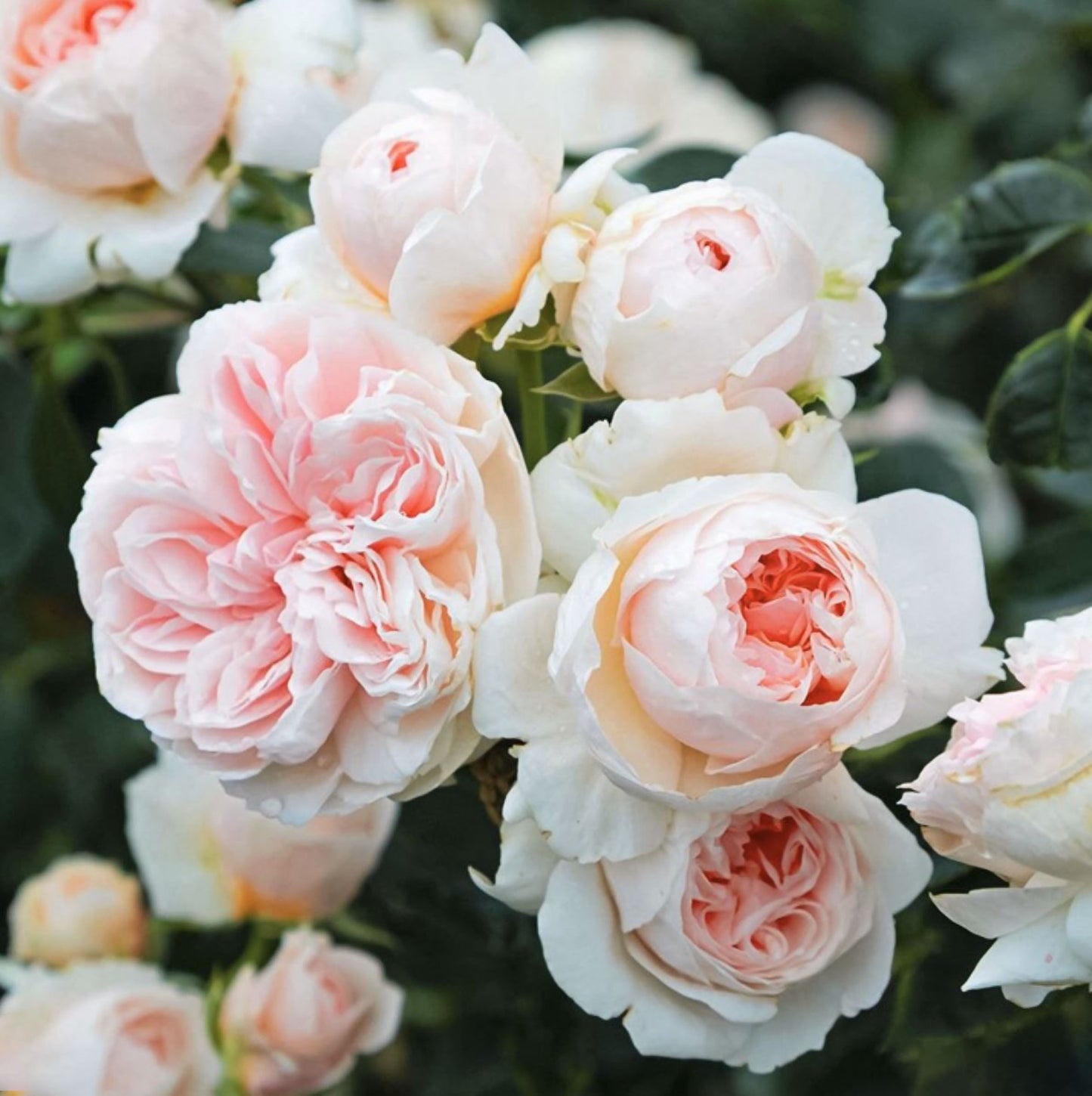 Sabrina 萨布丽娜, Climbing Rose,Non-Grafted/Own Root.