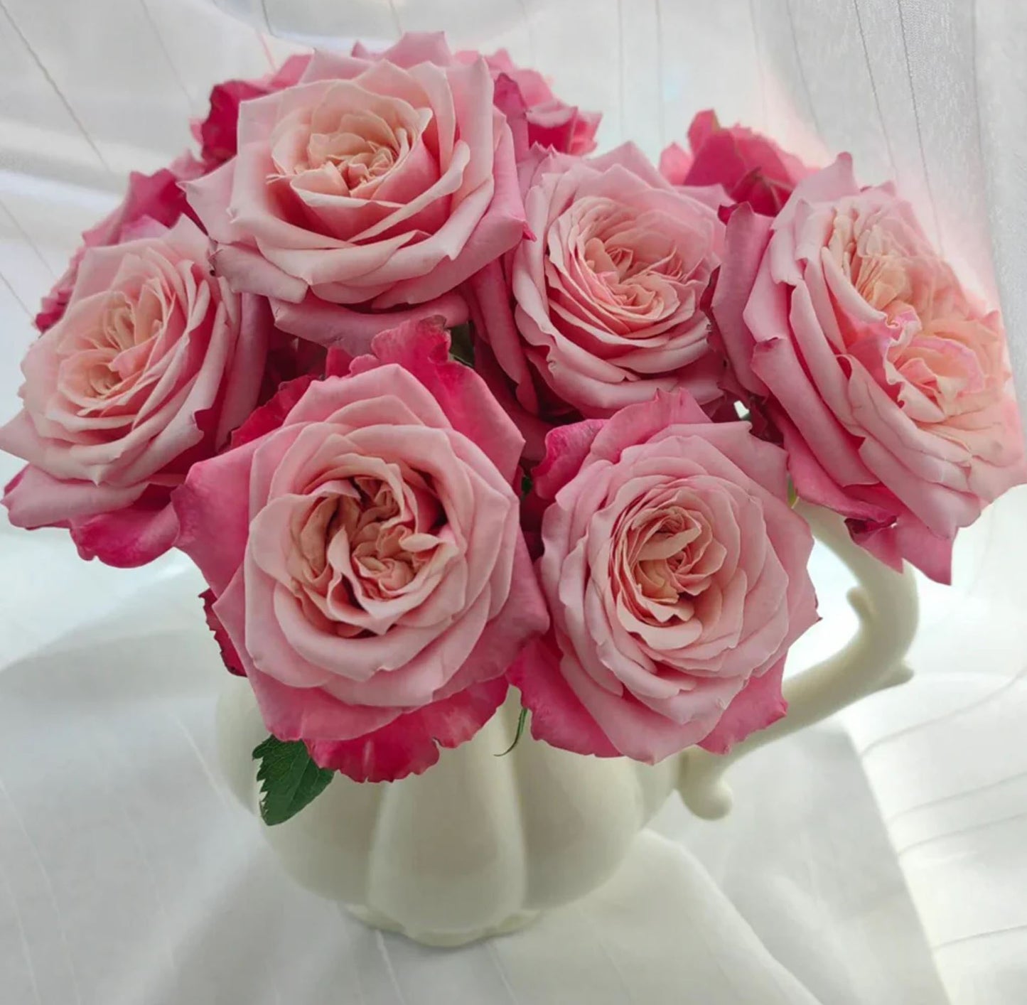 Alter Ego 闺蜜,French Floribunda Florists Rose. Upright,Heat-tolerant, disease-resistant, Non-Grafted/Own Root.