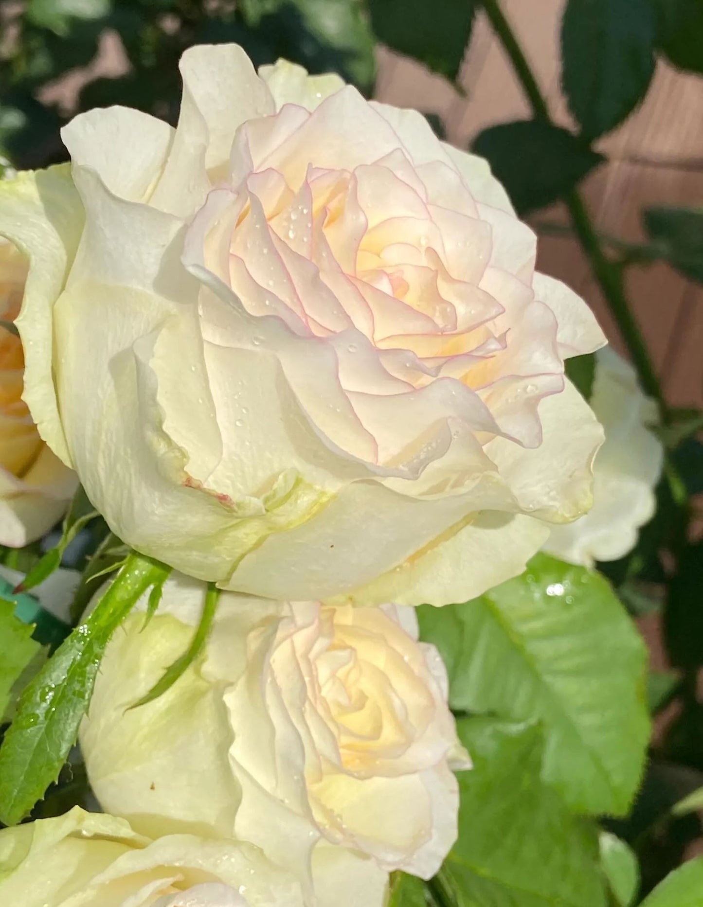 #SPN117,Sweet Jumilia 甜蜜艾莎, Netherlands Florist Shrub Rose.