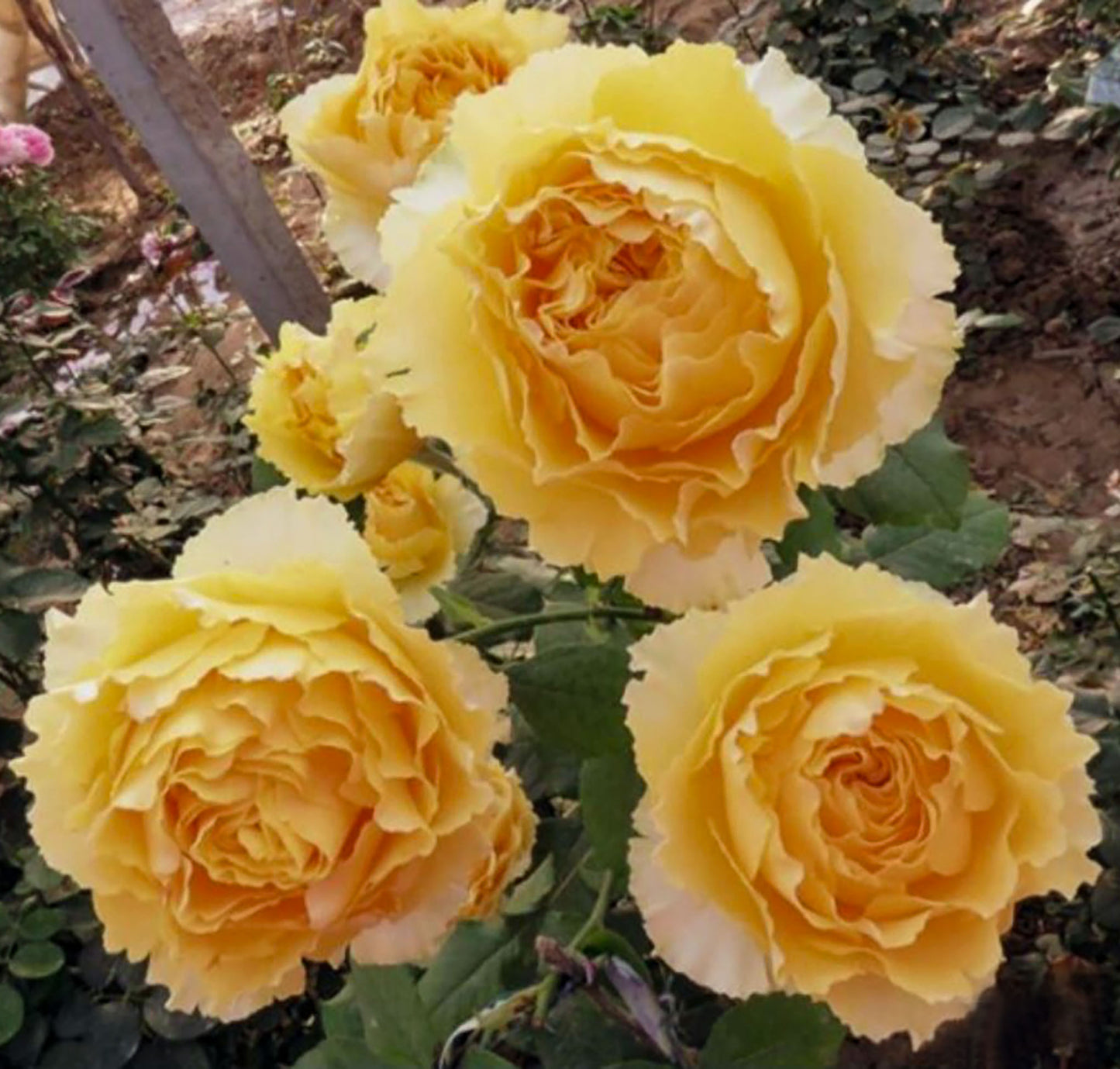 #SPJ087,Shining Smile 阳光笑容, Japanese Florist Shrub Rose, Non-Grafted/Own Root.