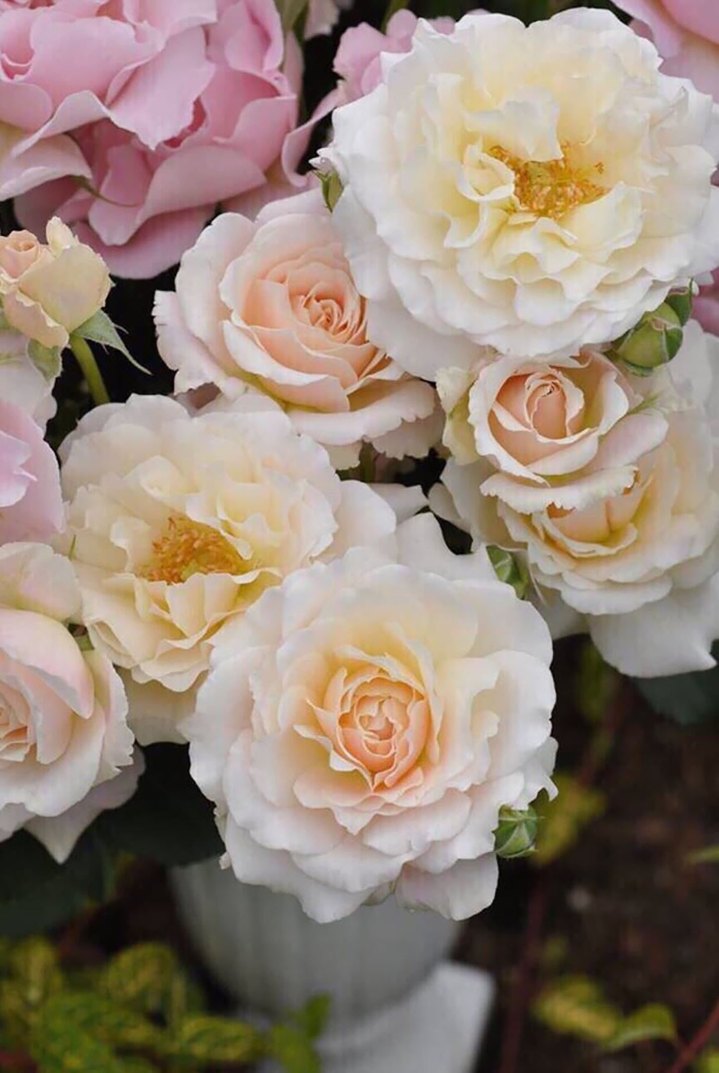 #SPJ050,extremely similar to Chou Chou 闪闪发光, Japanese Floribunda Rose, Non-Grafted/Own Root.