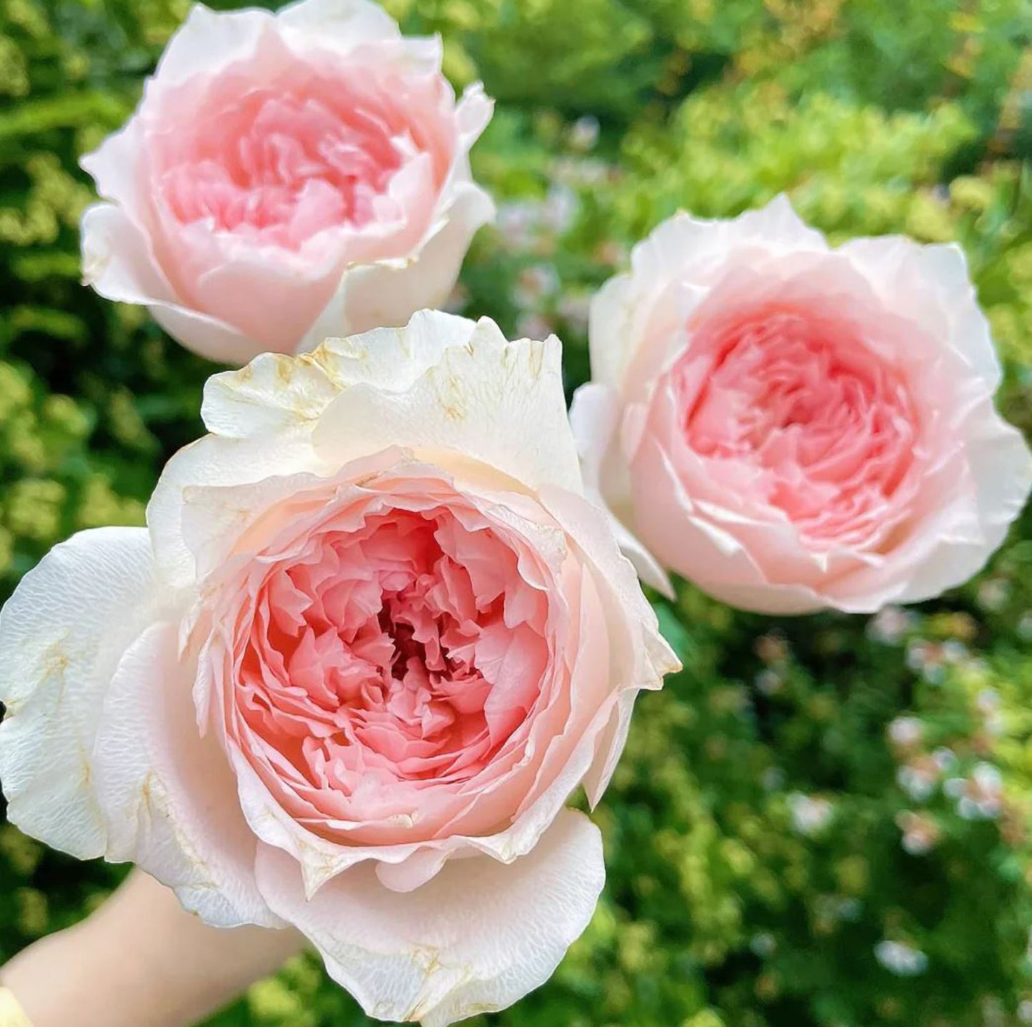 #SPJ115, Flow 涌流, Japanese Florist Shrub Rose.