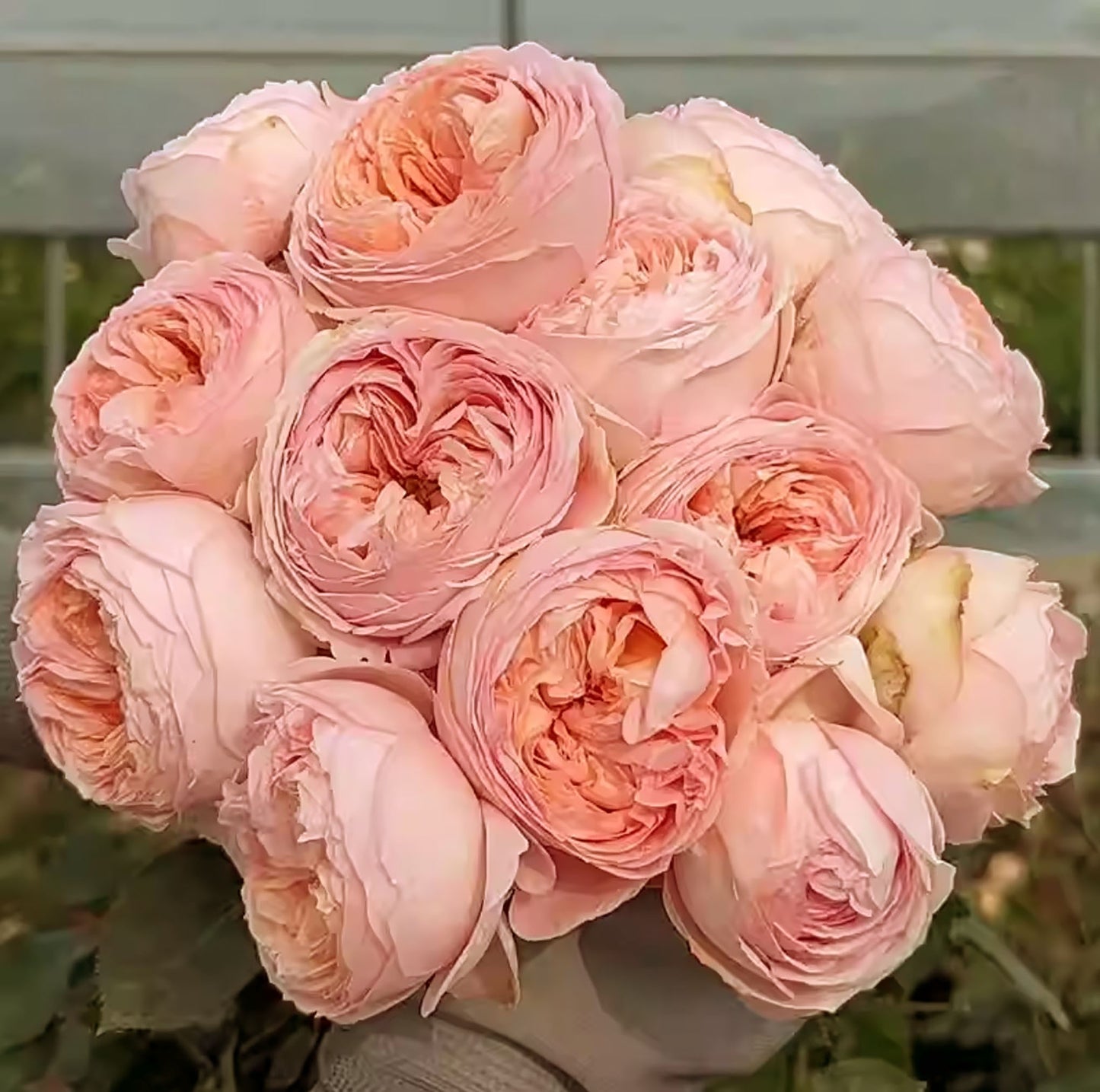 #SPJ033, Confiture 果酱, Japanese Florist Shrub Rose, Non-Grafted/Own Root.