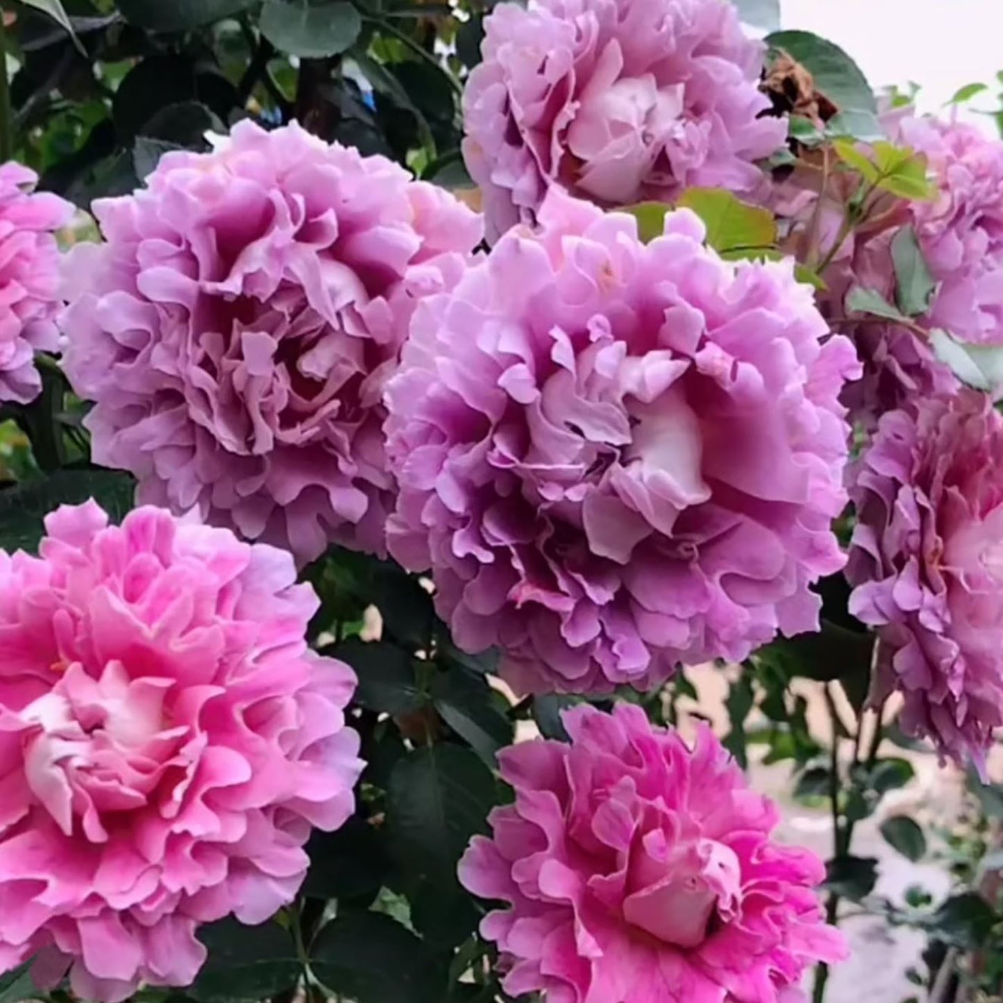 #SPN027, Fancy Ruffle 梦幻褶边, Netherlands Climbing Rose , Non-Grafted/Own Root.