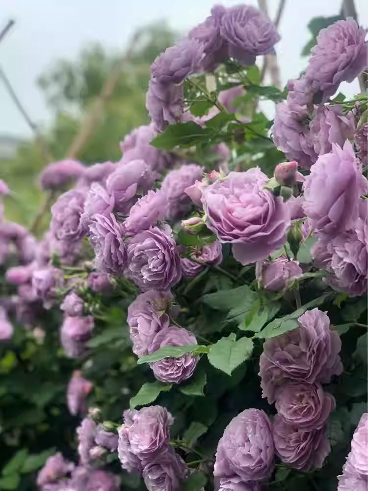 #SPJ108, Lavender Bouquet 薰衣草花环, Japanese Climbing Rose, Thornless, Non-Grafted/Own Root.