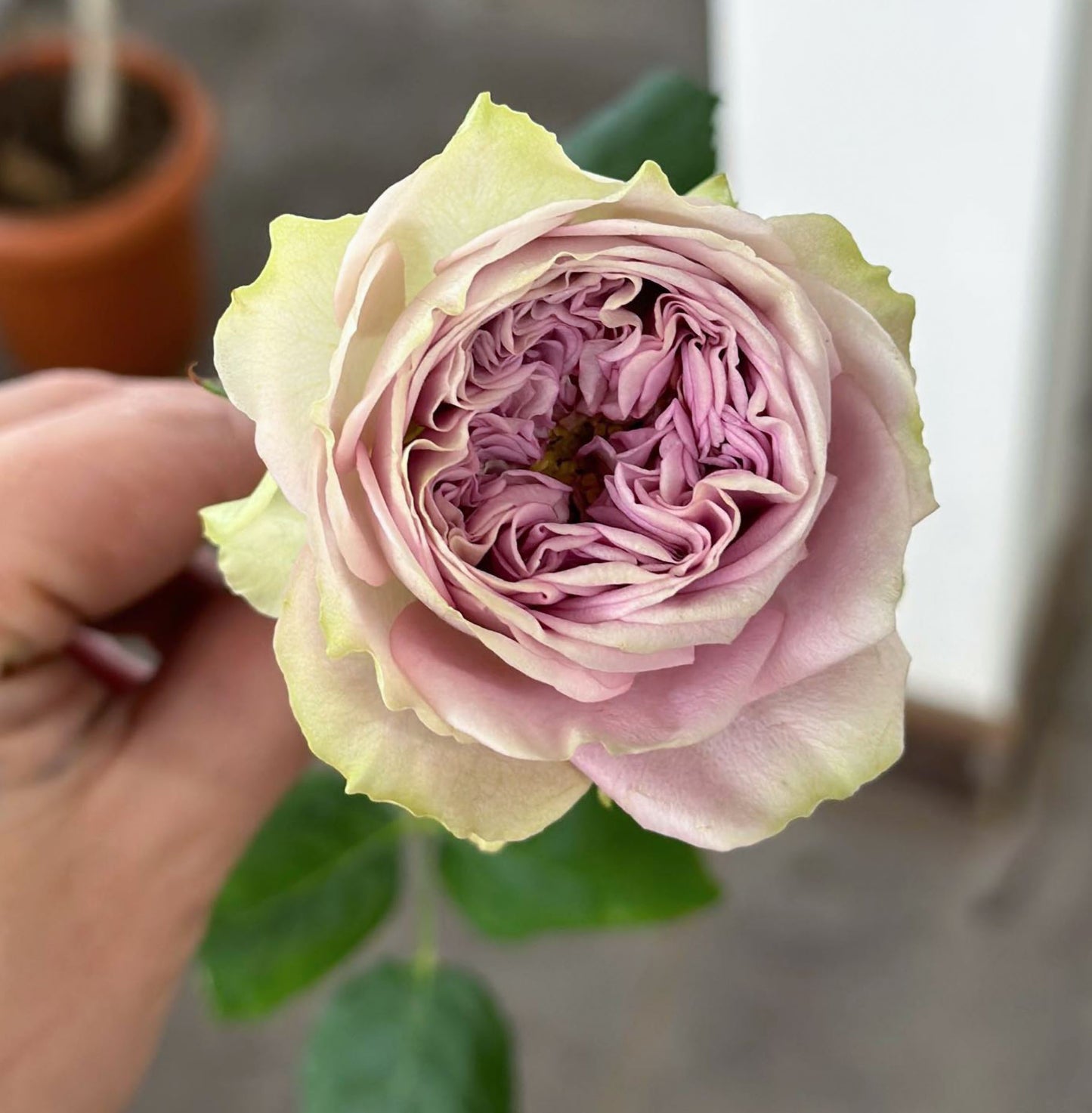 #SPJ277, Always on your side 一直在你身边, Florist Shrub Rose, Non-Grafted/Own Root.