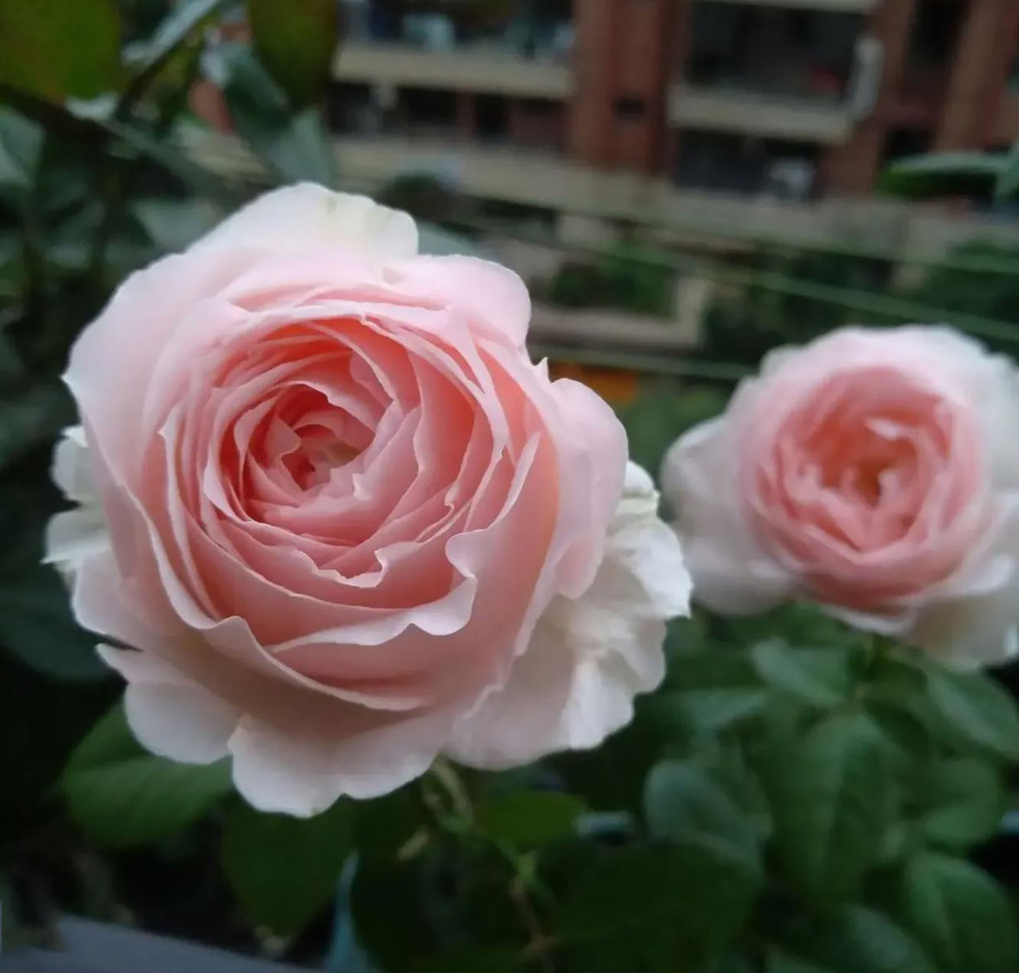 #SPJ179,Mona Lisa 蒙娜丽莎, Japanese Shrub Rose, Non-Grafted/Own Root.