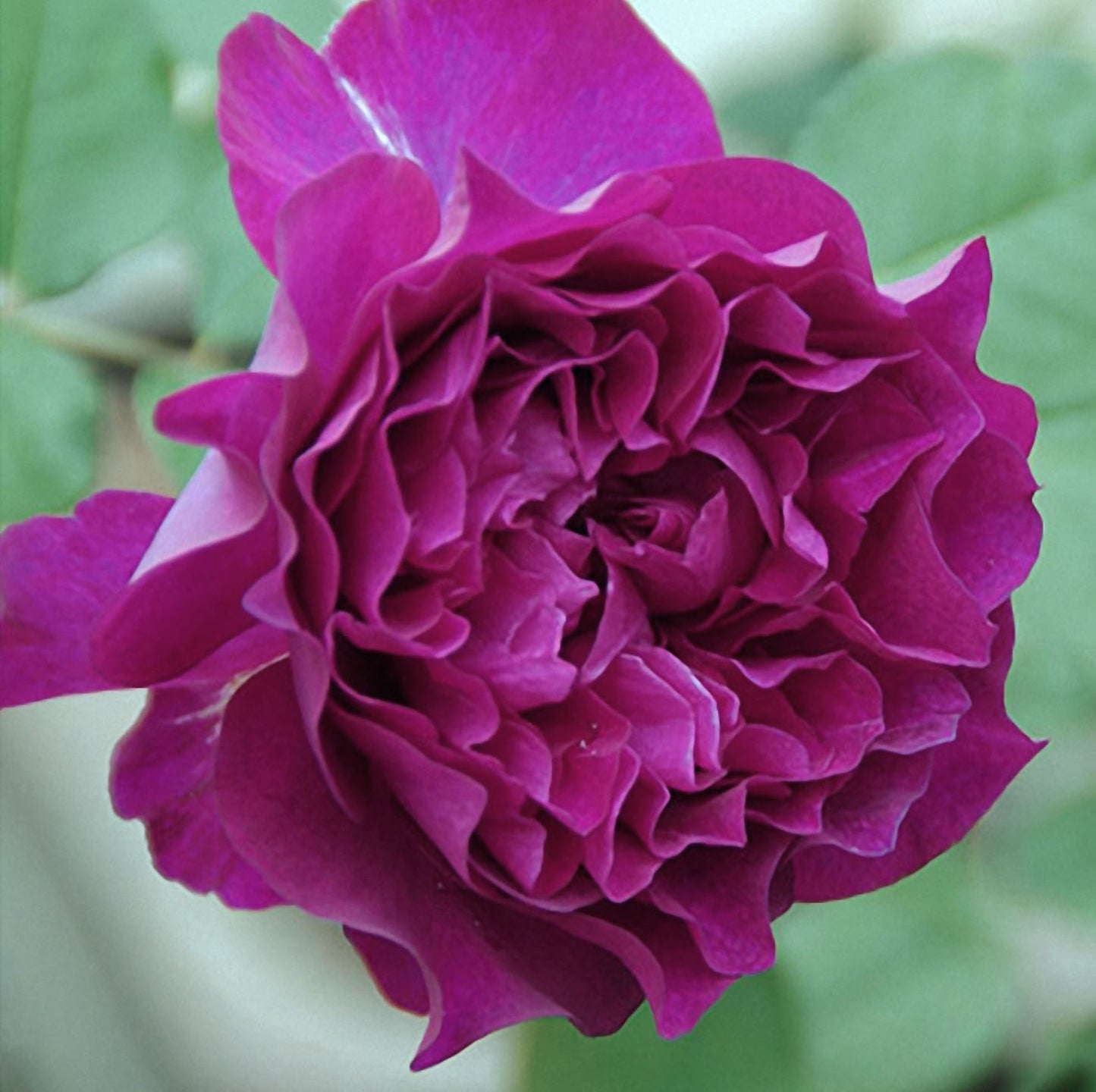 #SPJ148,Velvety Twilight 暮光之城,Japanese Floribunda Rose, Non-Grafted/Own Root.