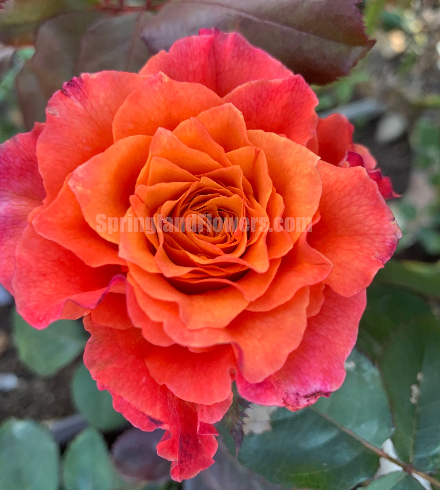Free Spirit 自由主义,Florist Cutting Rose,Non-Grafted/Own Root.
