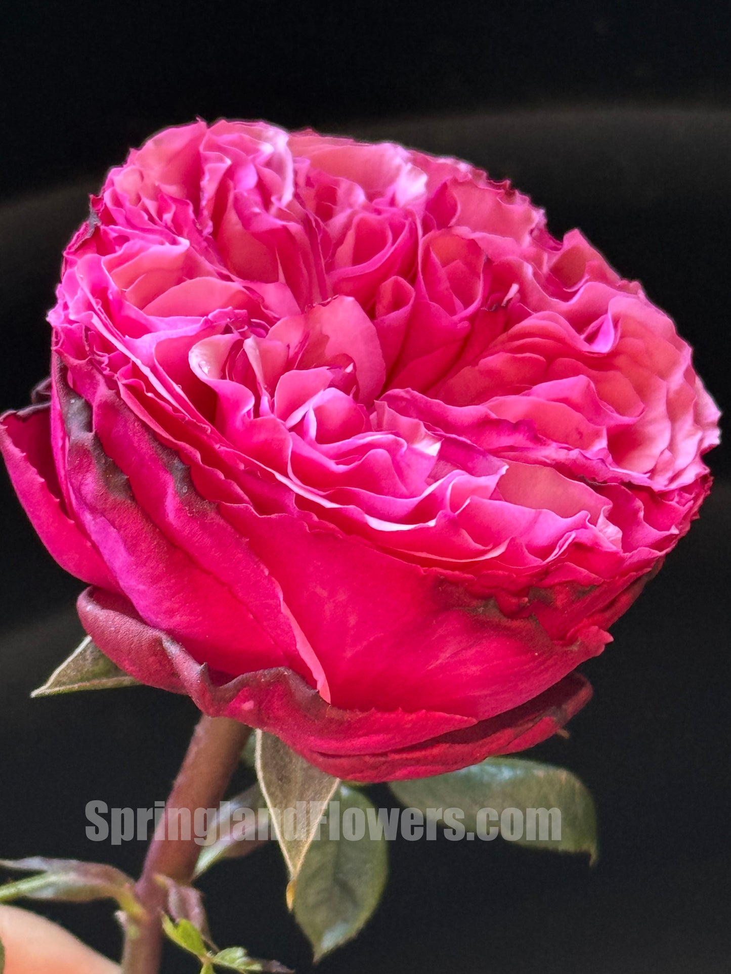 #SPF191,Extremely Similar toAudrey Fleurot 玫昂胭脂,Shrub Rose,Non-Grafted/Own Root.