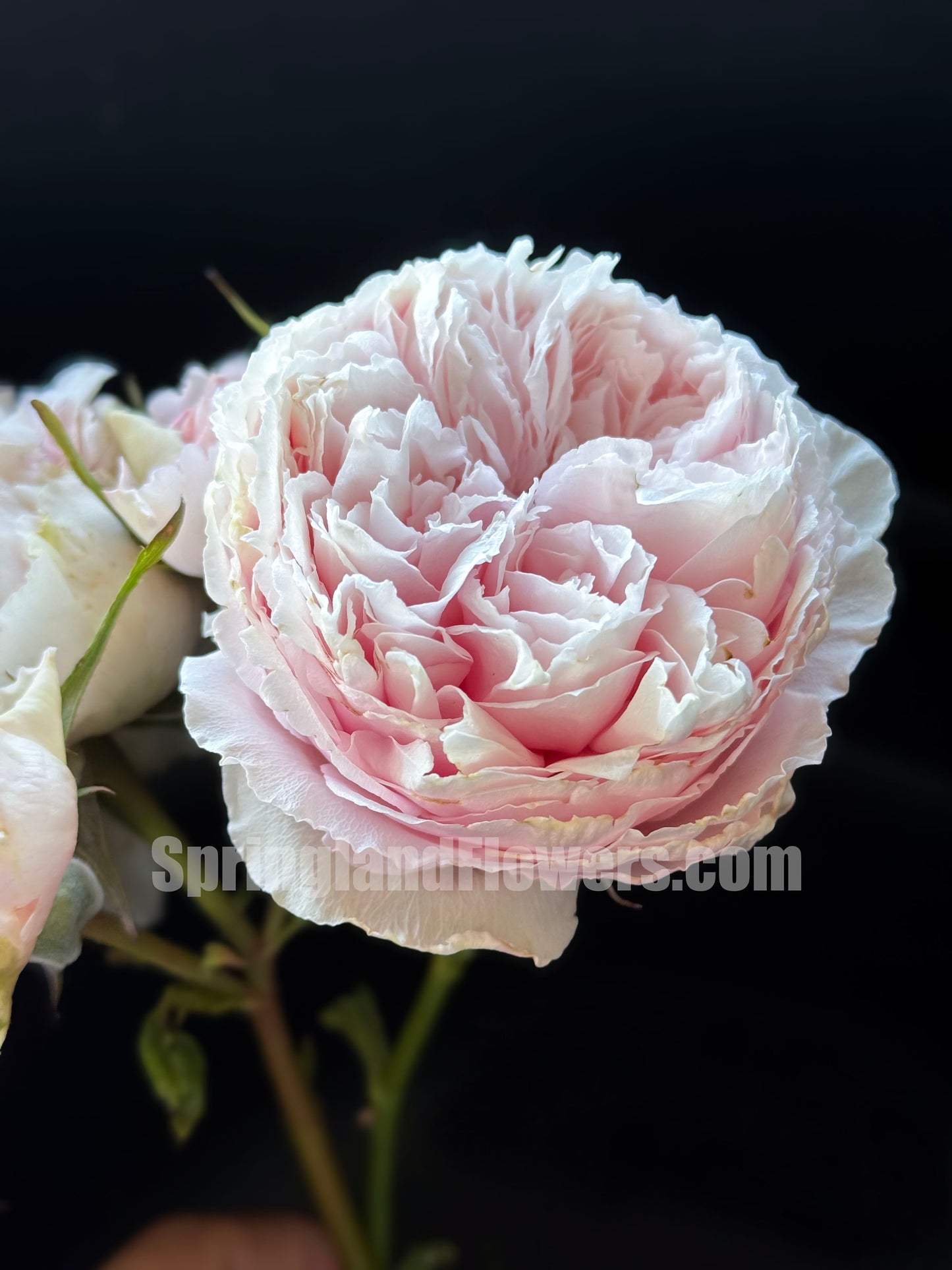 #SPC209, NEW ! 2022. YANZI 妍姿,Floribunda Rose,Heat-tolerant, disease-resistant, Non-Grafted/Own Root.