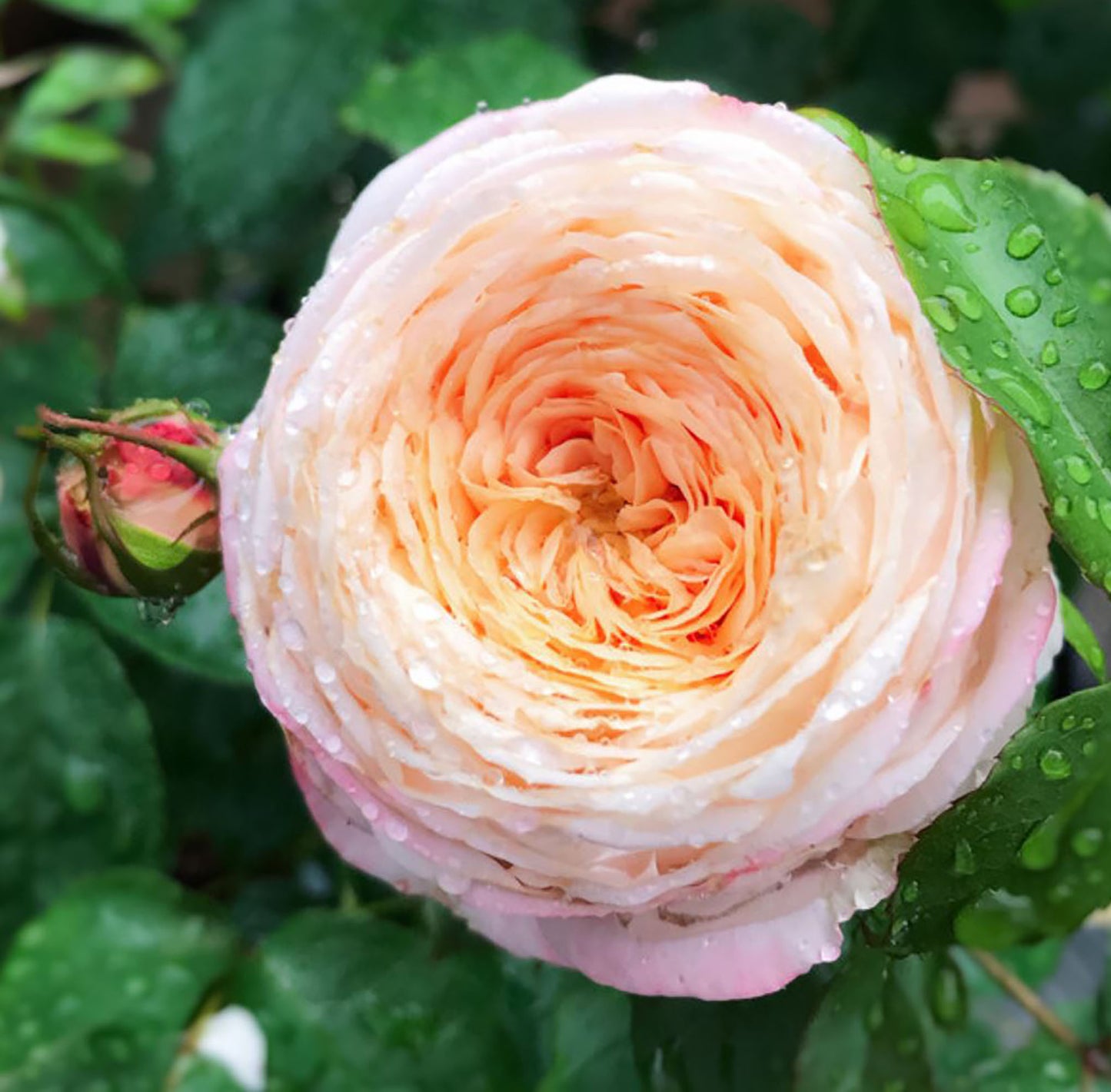 #SPF046,extremely similar to Domaine de Chantilly 玫瑰香橙, French Shrub Rose, Heat-tolerant, disease-resistant, Non-Grafted/Own Root.