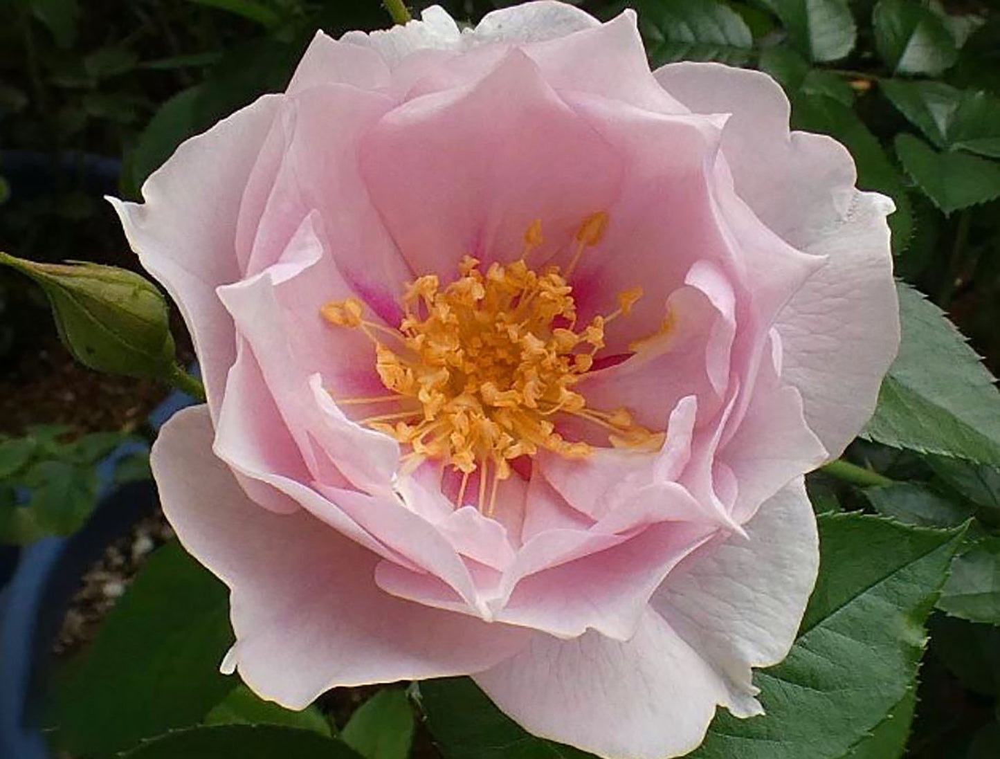 #SPJ047 ,Coup de Coeur 一见钟情,Japanese Floribunda Rose, Disease-Resistant, Non-Grafted/Own Root.