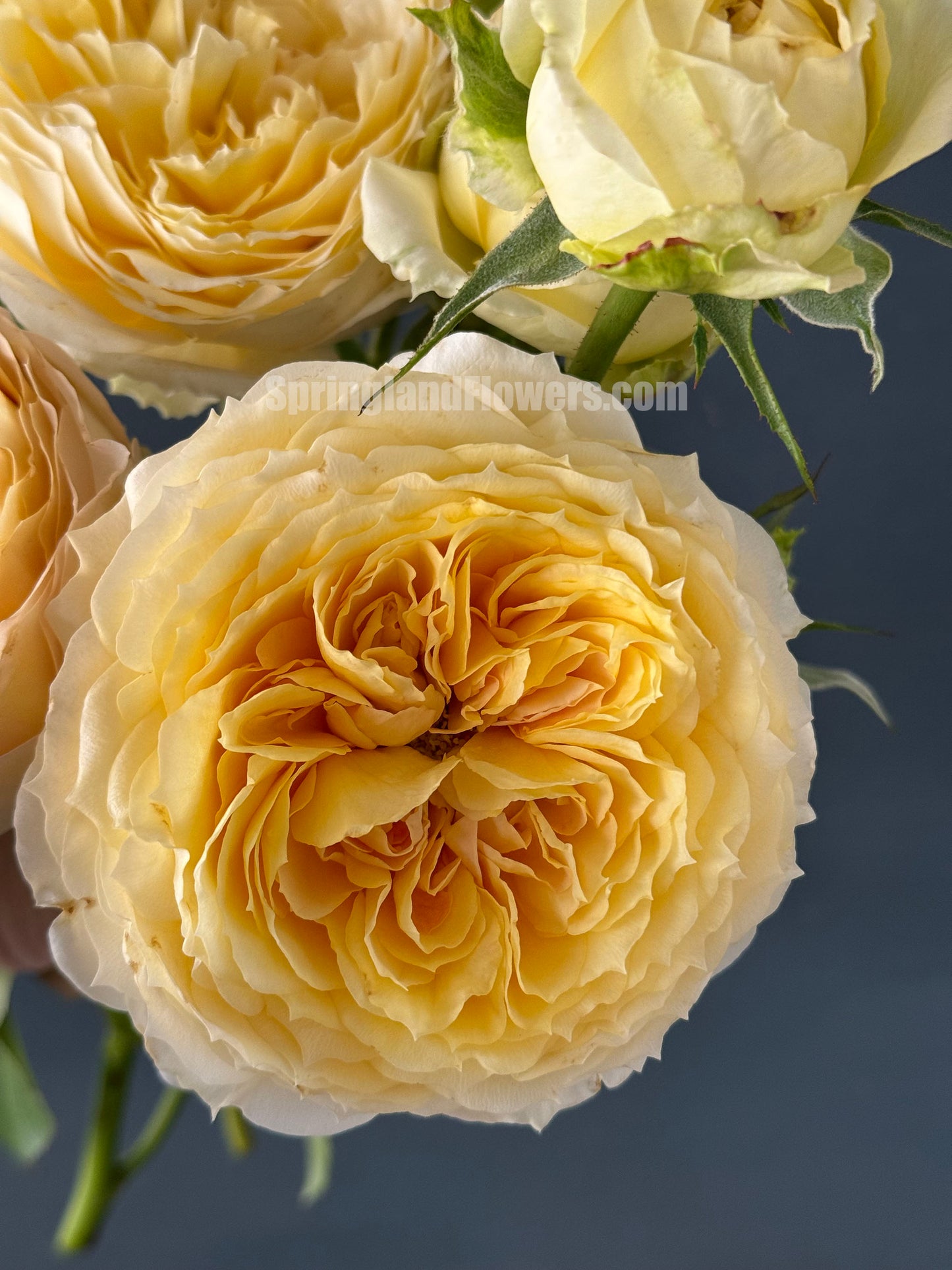 #SPG017 , Caramel Antike 焦糖古董, German Florist Shrub Rose, Non-Grafted/Own Root.