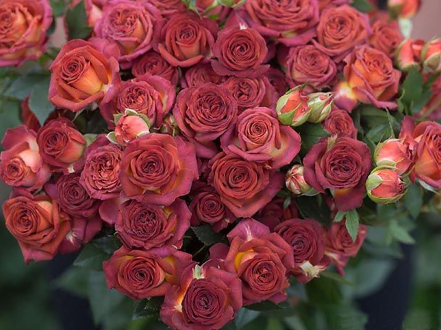 #SPN071,Chocolate Bubbles 巧克力泡泡,Florist Shrub Rose,Non-Grafted/Own Root.