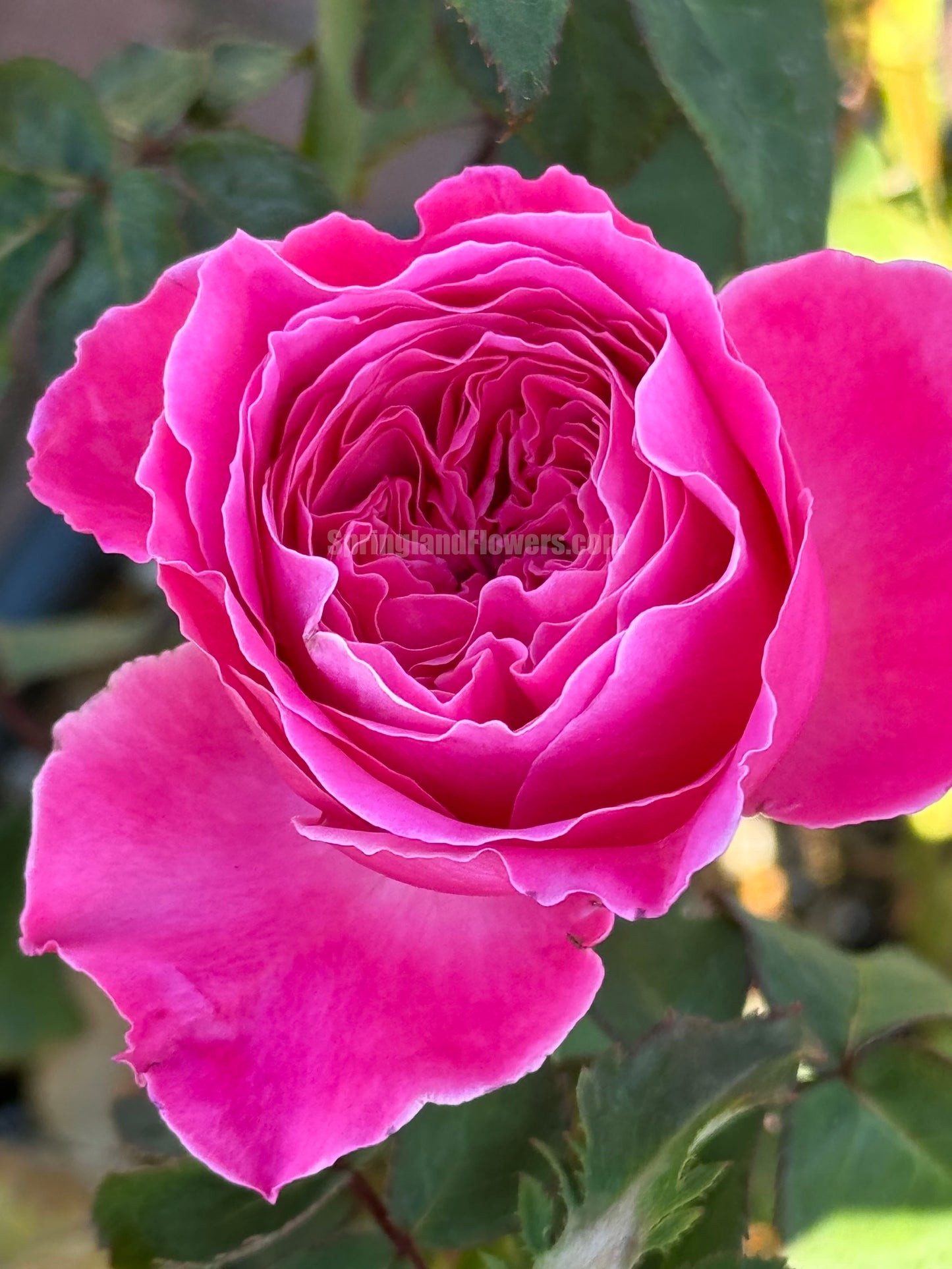 #SPJ110,Yu-zen 友禅, Japanese Florist Shrub Rose, Non-Grafted/Own Root.