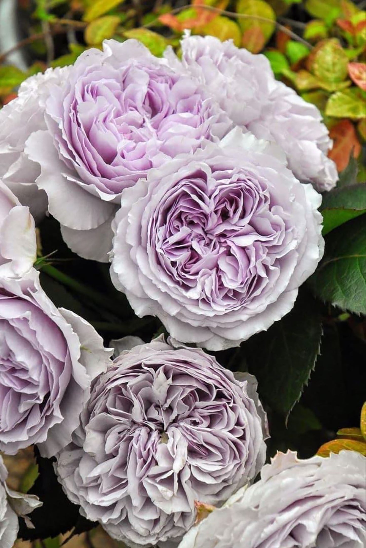 #SPJ185, Lilas 丽拉 リラ,Japanese Shrub Rose, Non-Grafted/Own Root.