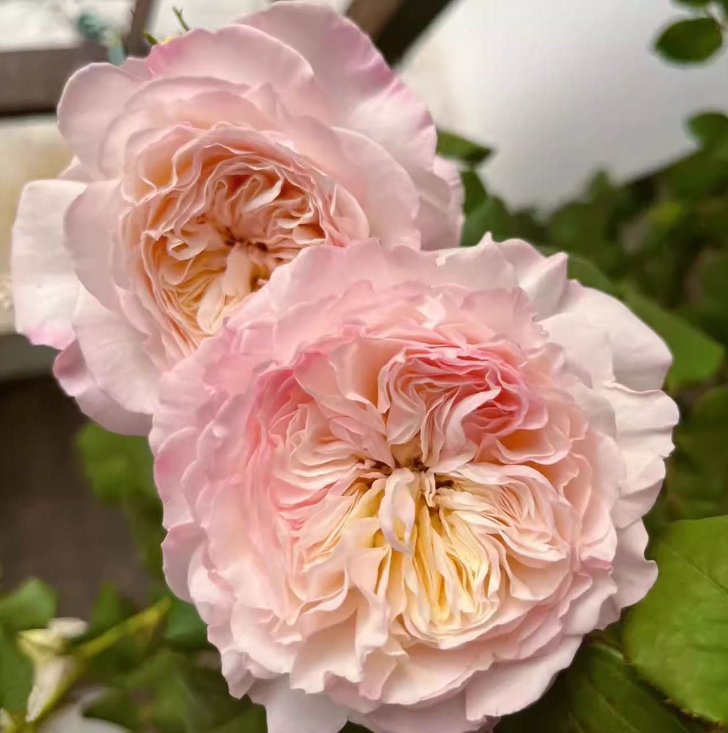 XISHI 西施,Florist Shrub Rose, Non-Grafted/Own Root.