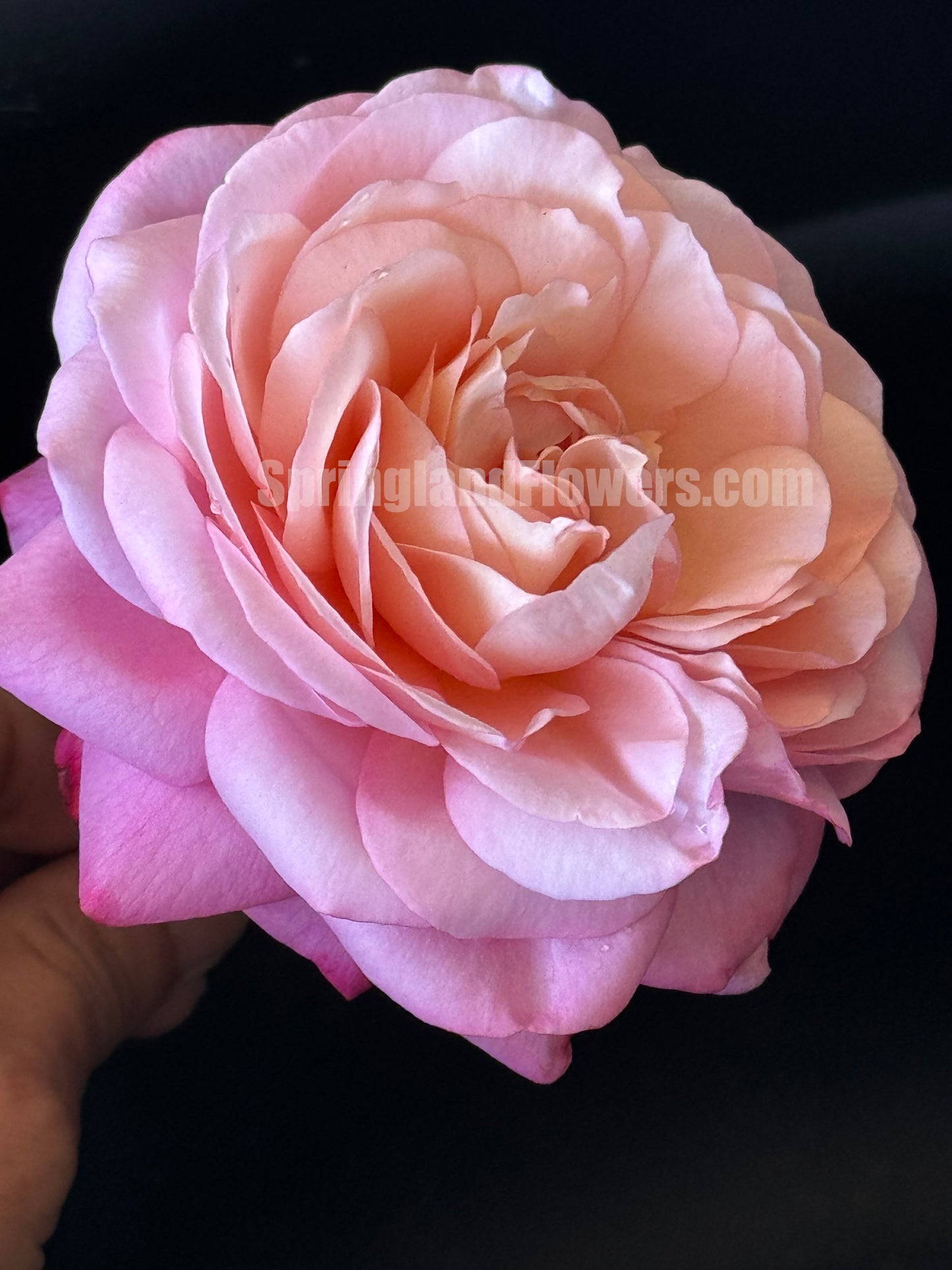 #SPF125,Extremely Similar to David Hockney 彩笔浪漫,Climbing & Shrub Roses, Non-Grafted/Own Root.