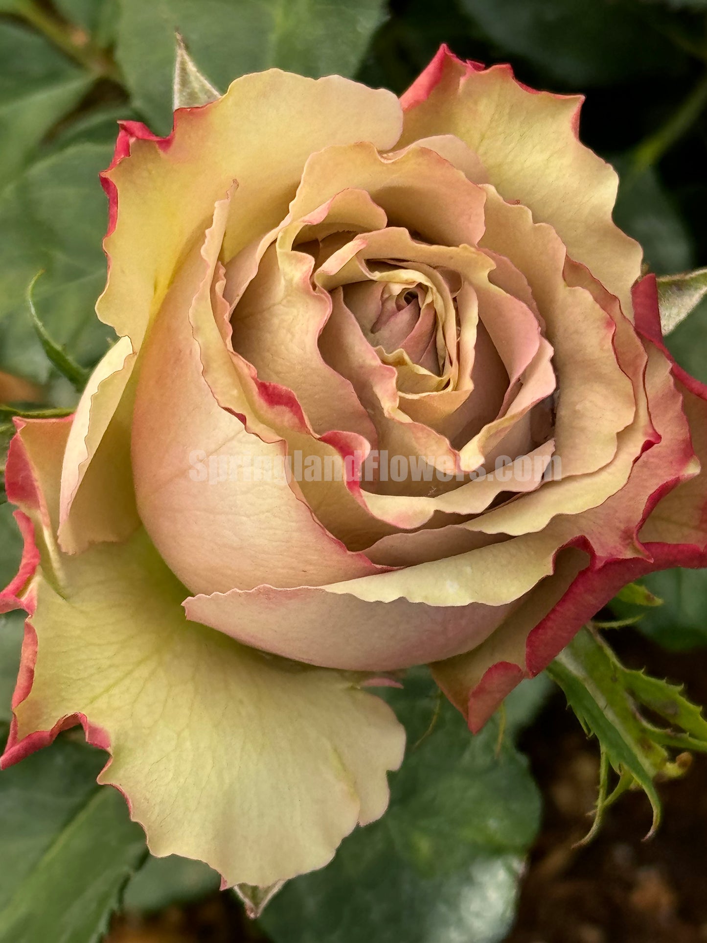 #SPN146,Wild Moss 野苔藓 ,Florist Shrub Rose,Non-Grafted/Own Root.