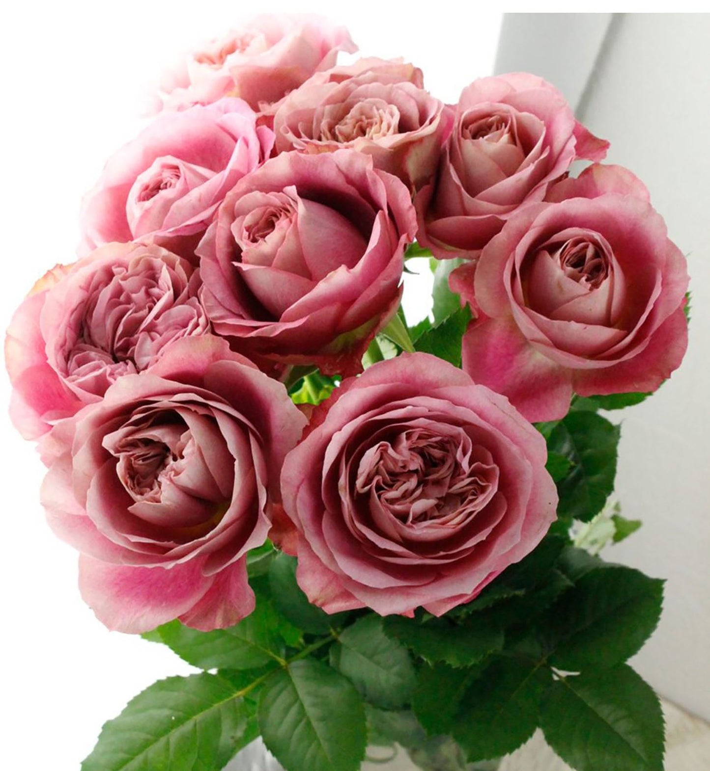 #SPJ106, Last Night on Earth 地球末夜,Japanese Shrub Rose, Non-Grafted/Own Root.