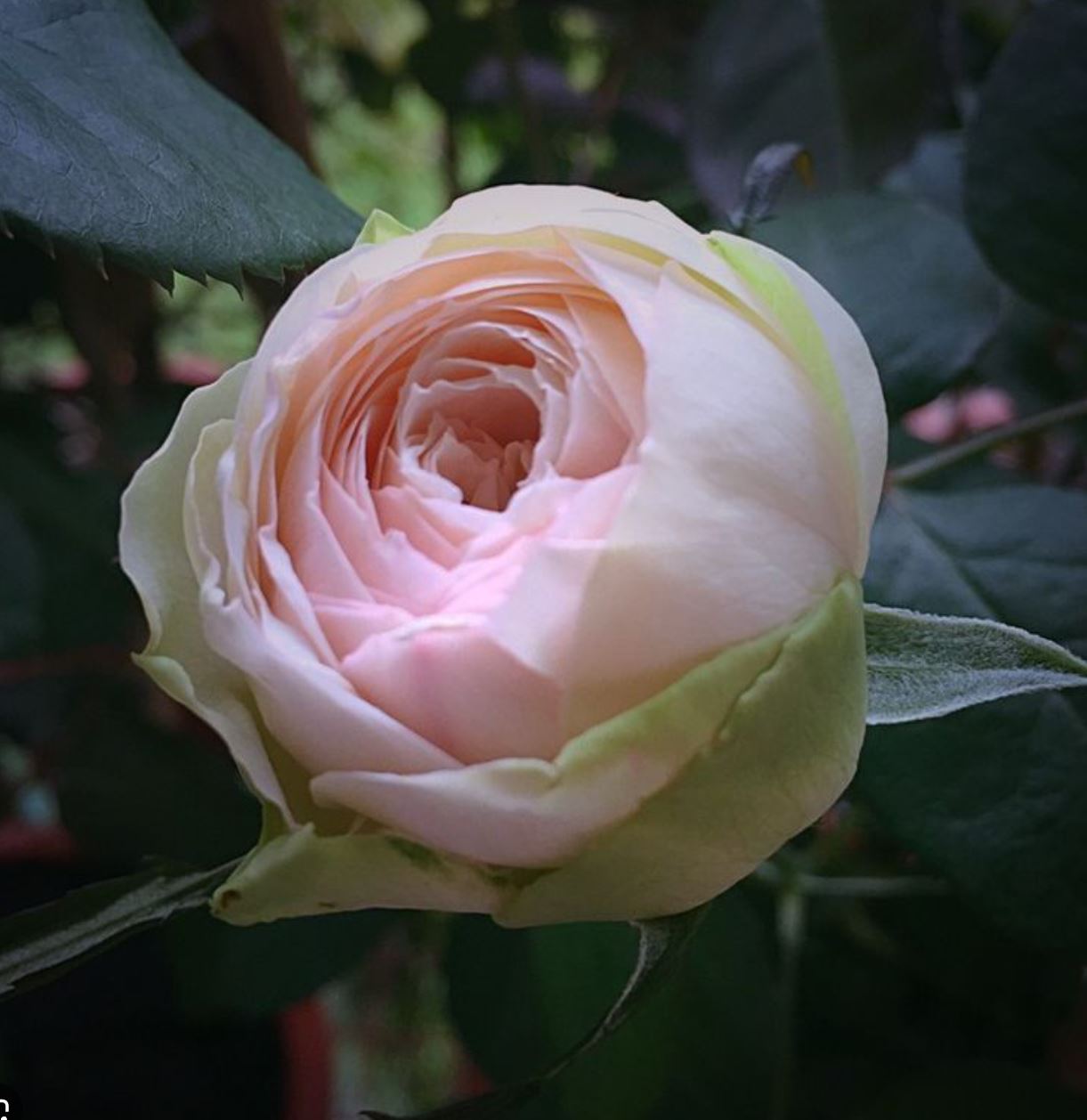 #SPG031,Charming Piano 妩媚钢琴, German Florist Shrub Rose, Non-Grafted/Own Root.