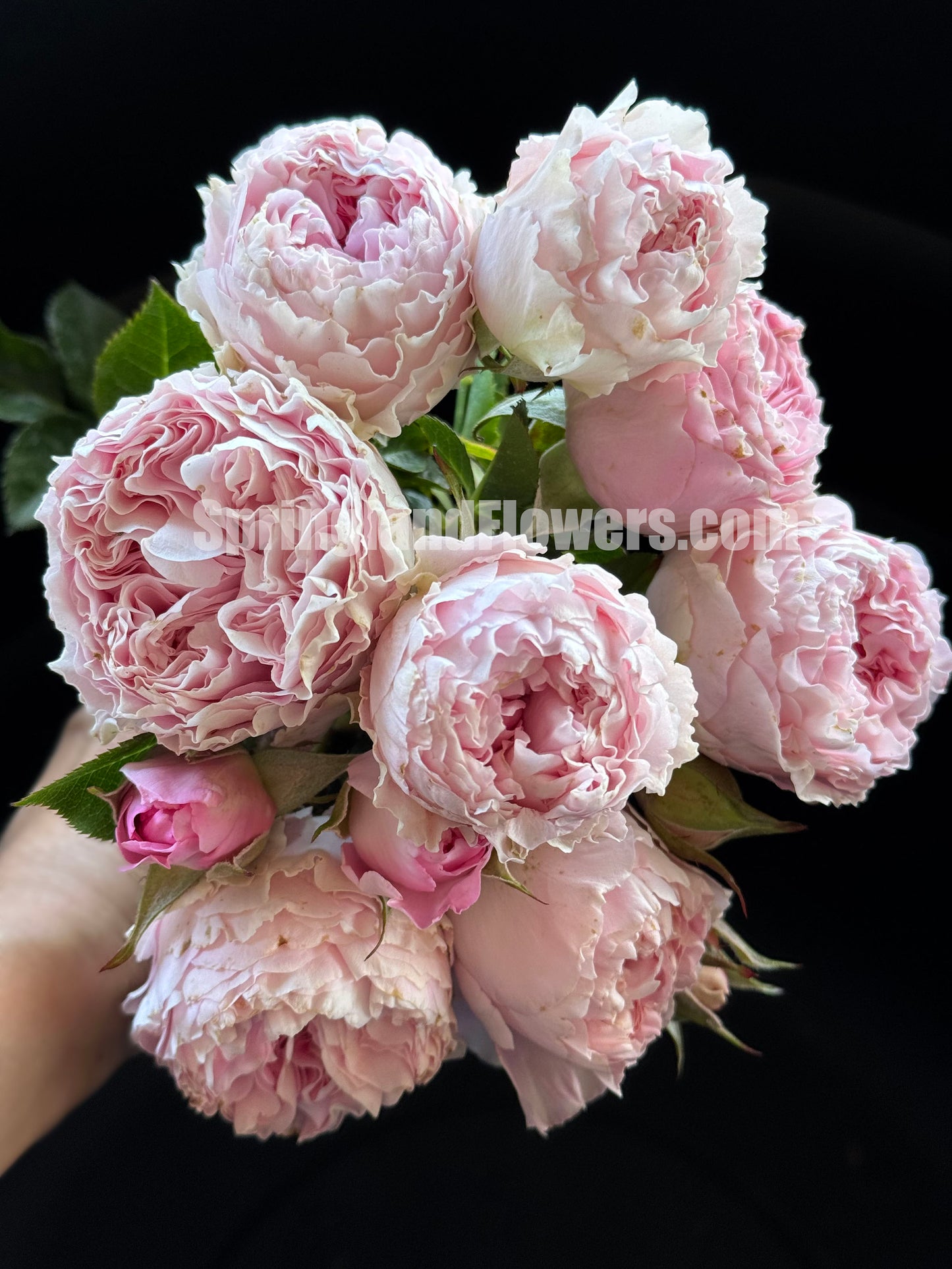#SPC194, Princess Lace 公主蕾丝, Floribunda Rose, Non-Grafted/Own Root.