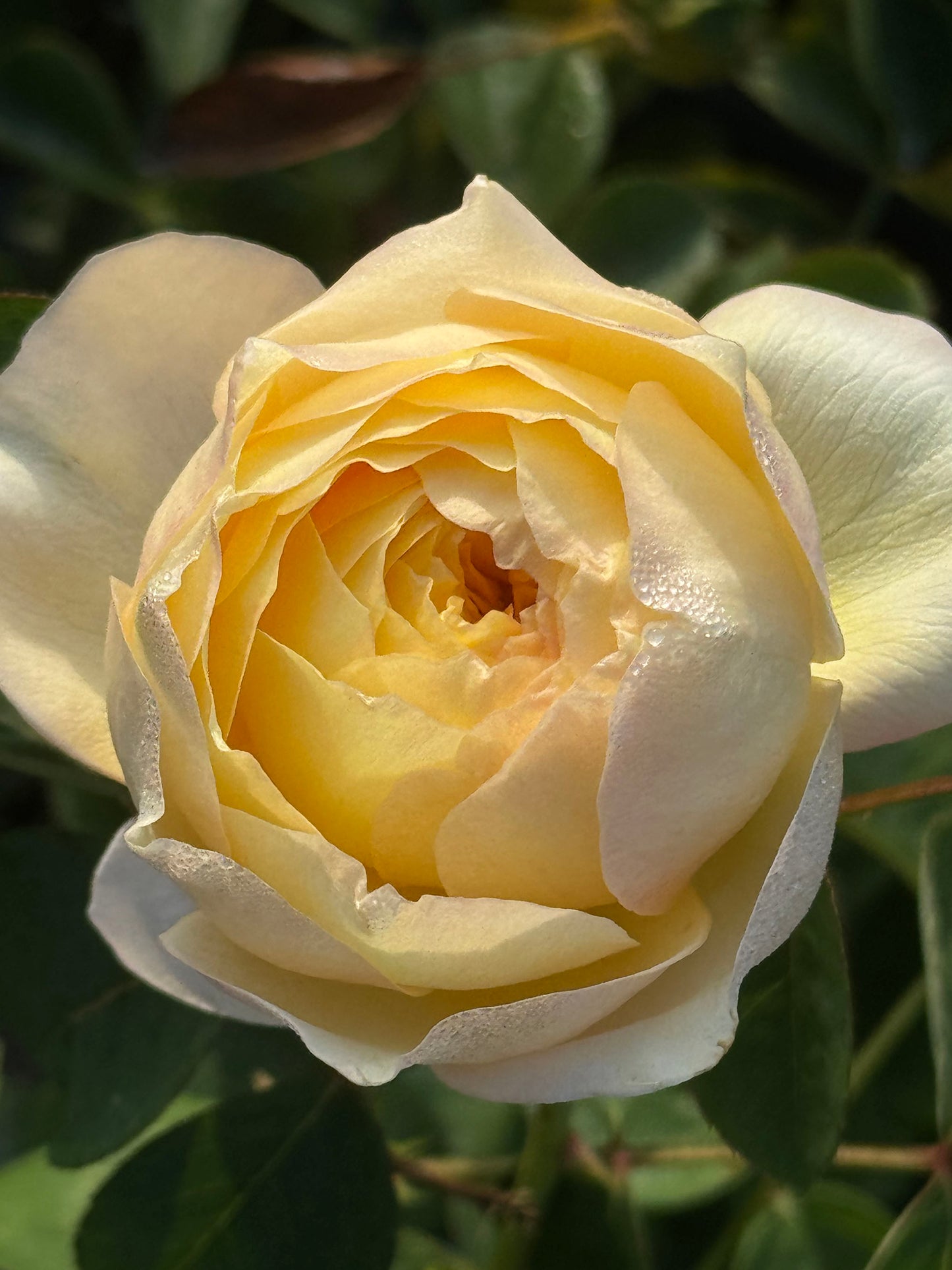 Bird's Whisper 雀啾 , Shrub Rose, Long Blooming Period, Resilience To High Humidity And Heat,Strong Disease Resistance, Own Root.