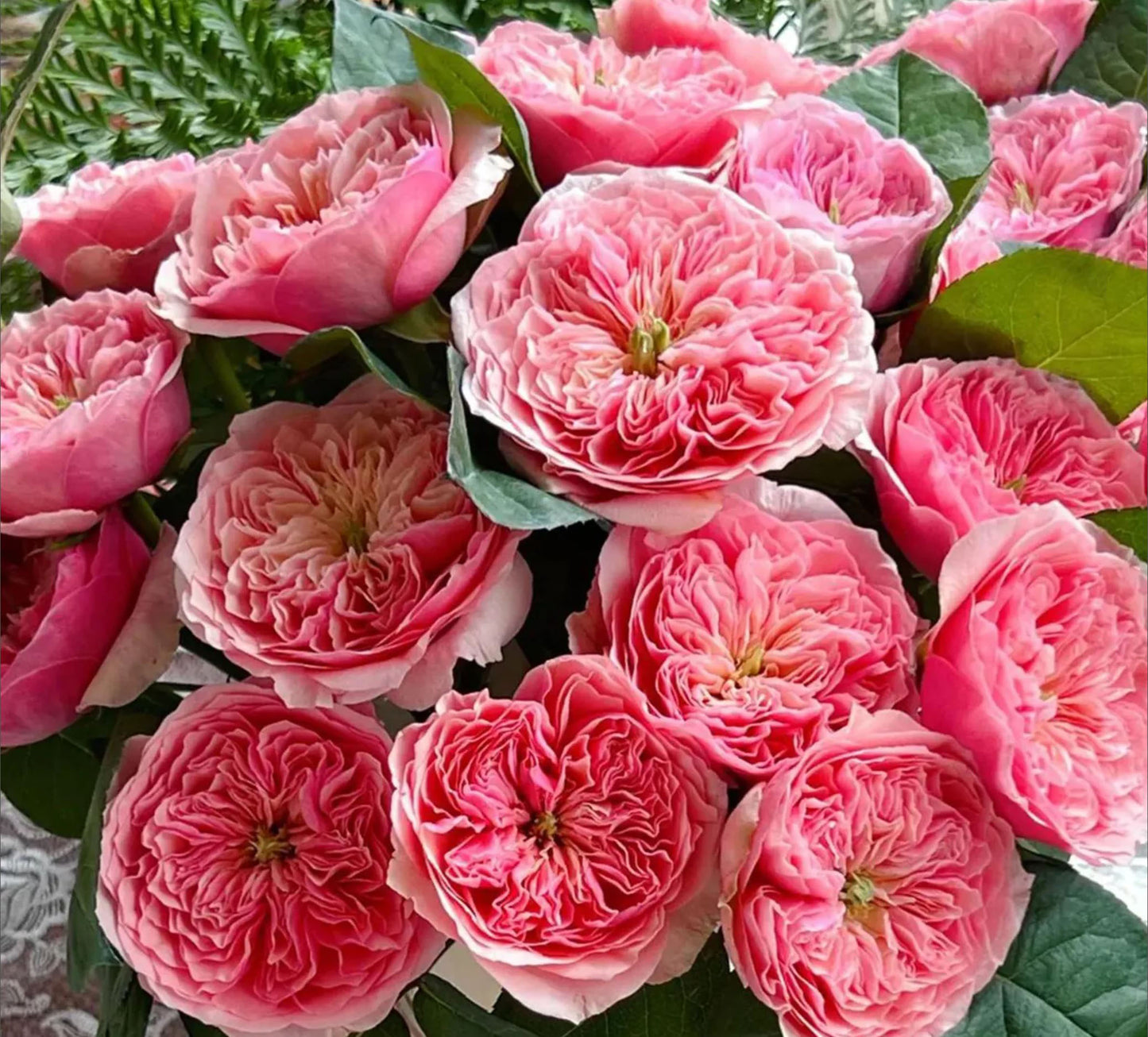 #SPC301, Romeo 罗密欧, Florist Cutting Rose. Non-Grafted/Own Root.