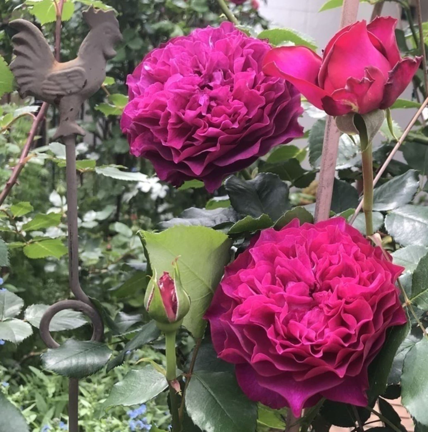#SPJ148,Velvety Twilight 暮光之城,Japanese Floribunda Rose, Non-Grafted/Own Root.