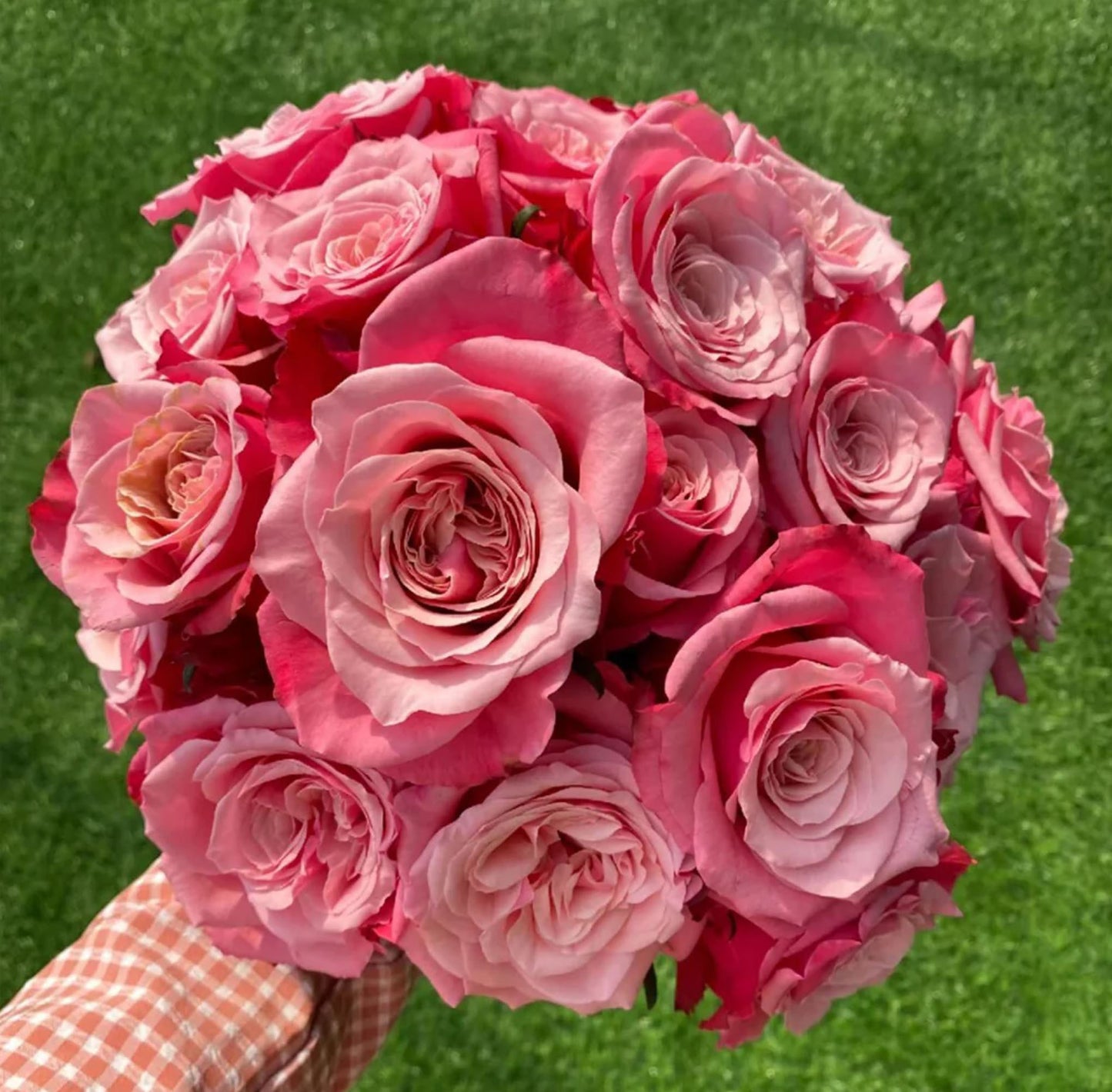 Alter Ego 闺蜜,French Floribunda Florists Rose. Upright,Heat-tolerant, disease-resistant, Non-Grafted/Own Root.