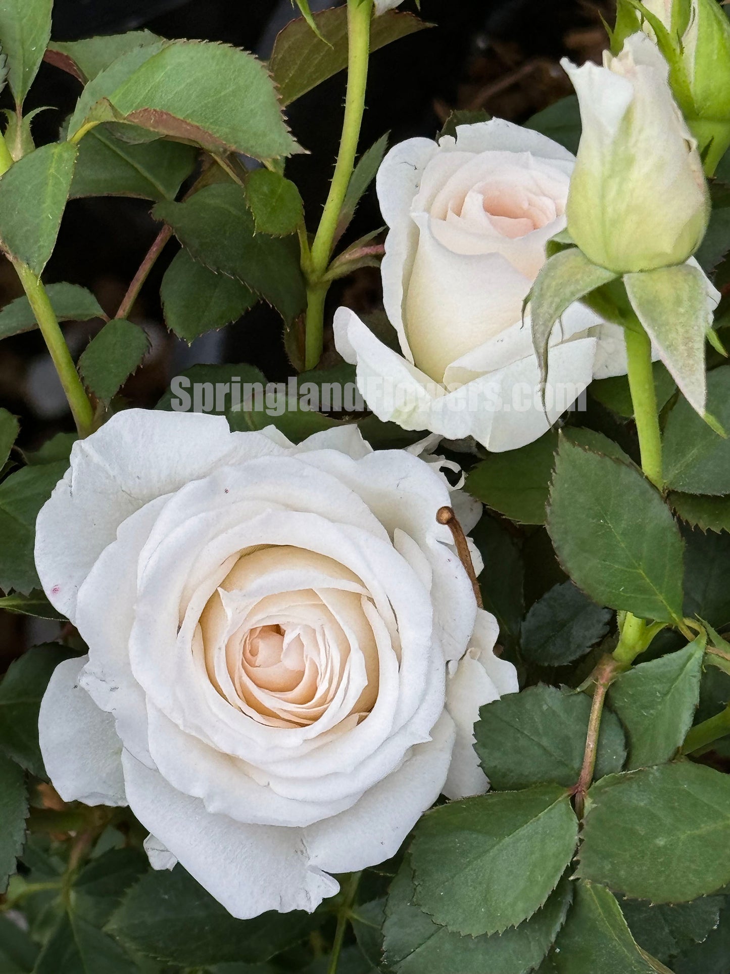 NEW ! 2021. Tranquil Dawn 青霜,Floribunda Rose,Heat-tolerant, disease-resistant, Non-Grafted/Own Root.