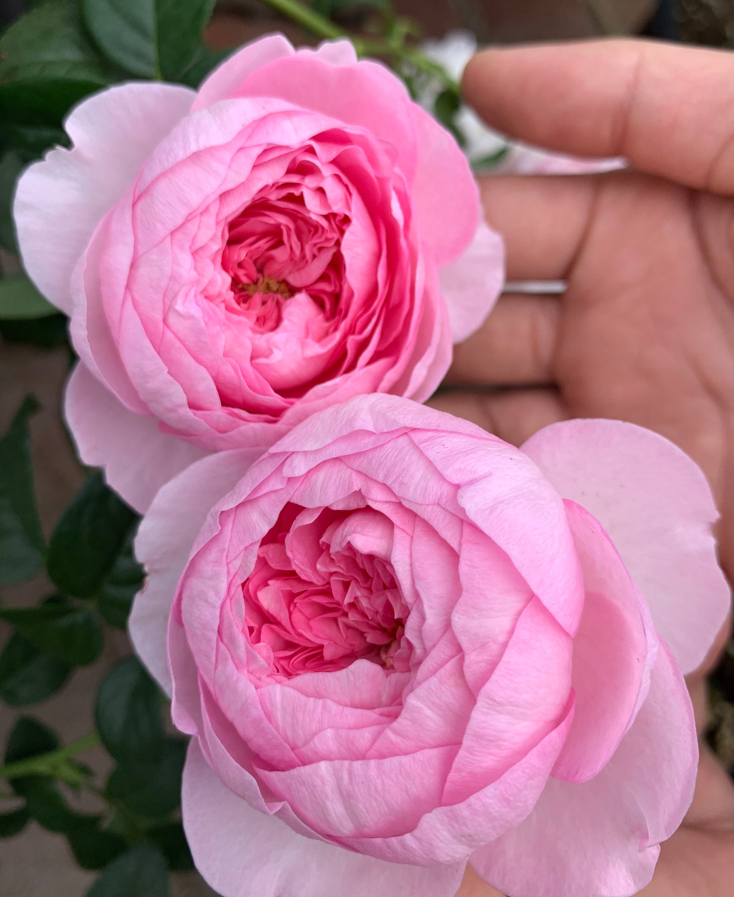 Japanes Rose  Mon Coeur 我的心 モンコート , Many Branches/Almost Thornless/Excellent Disease Resistance，Non-Grafted/Own Root.